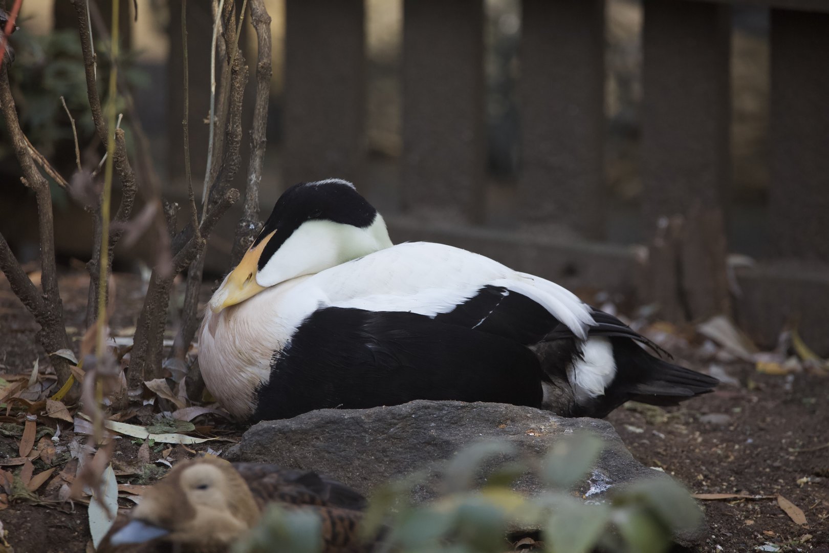 Common Eider/ Somateria mollissima