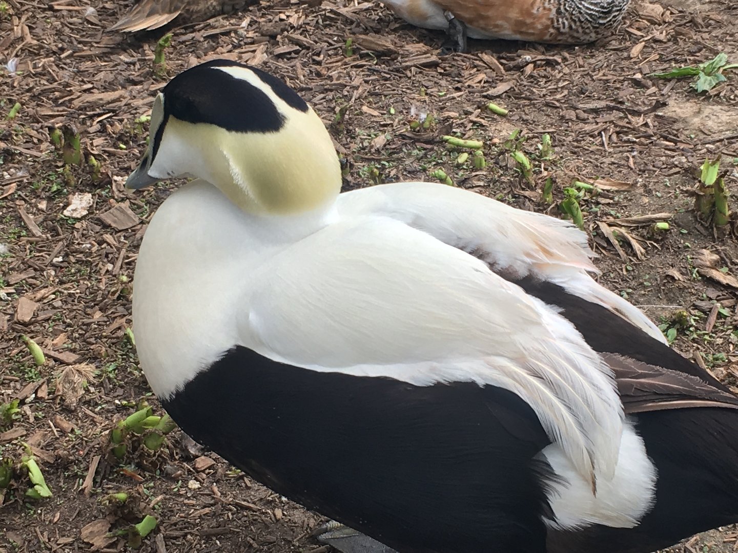 Common Eider (Somateria mollissima)