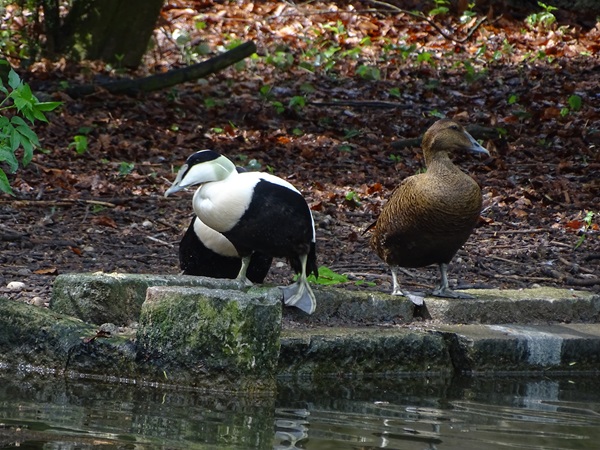 Common eider (Somateria mollissima)
