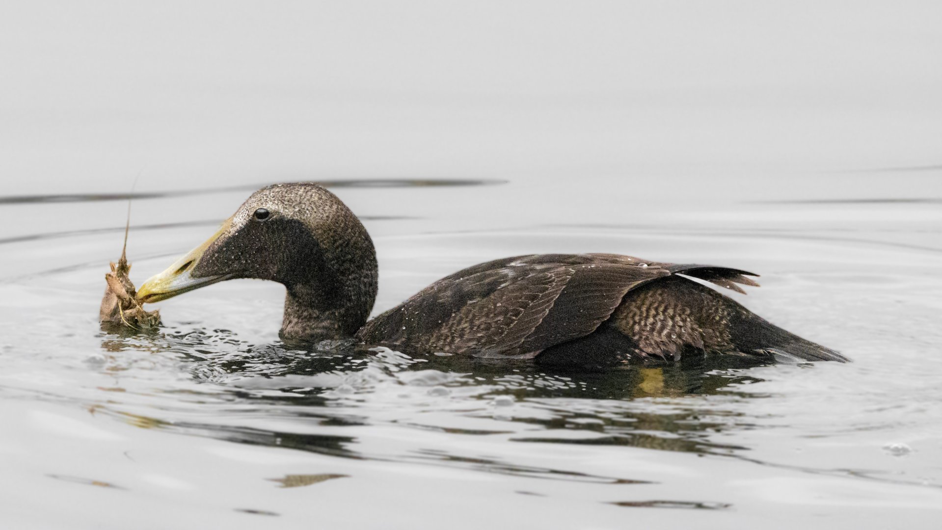 Common eider (Somateria mollissima)