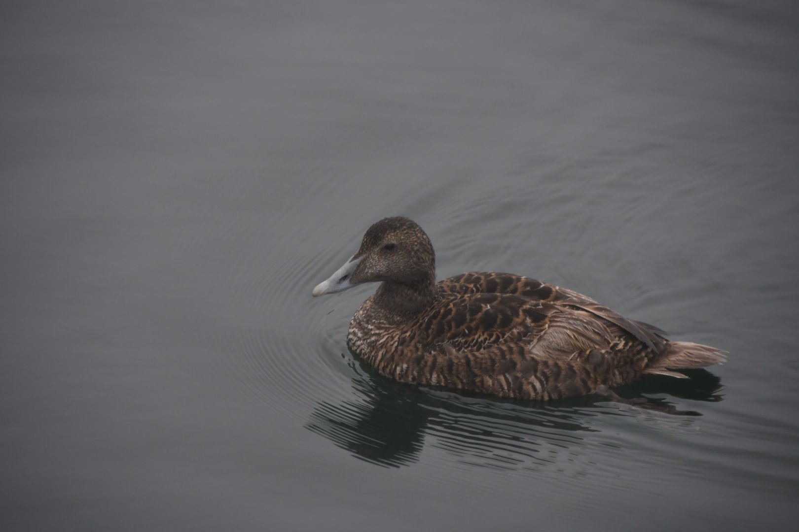 Common eider (Somateria mollissima)