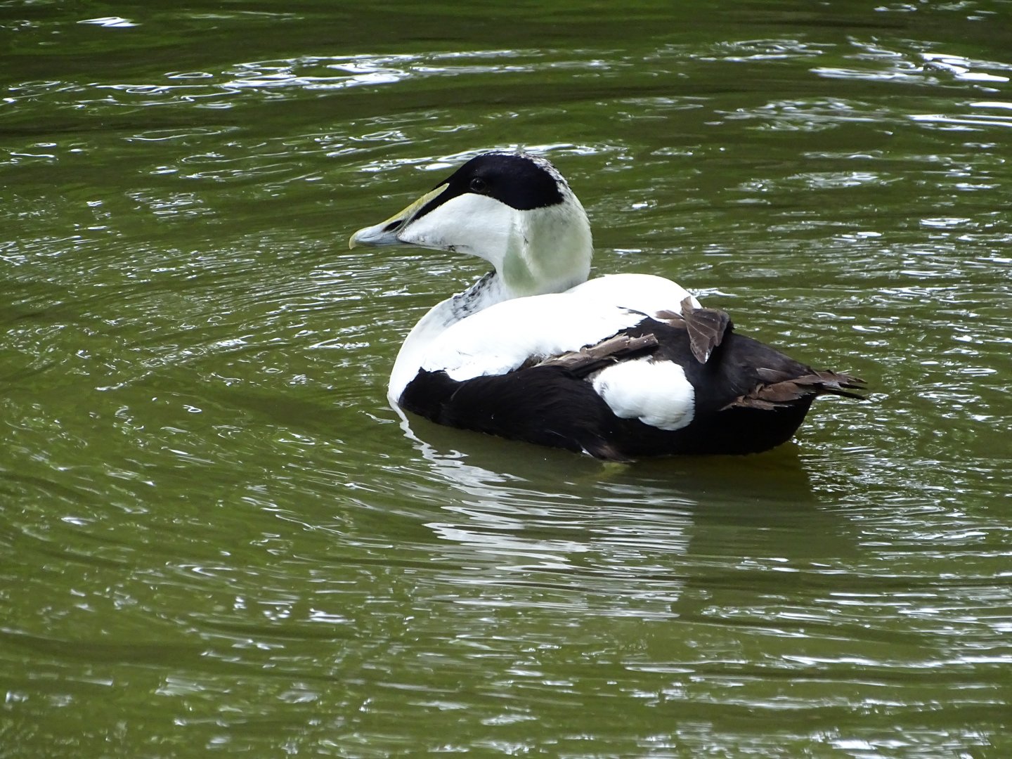 Common eider (Somateria mollissima)