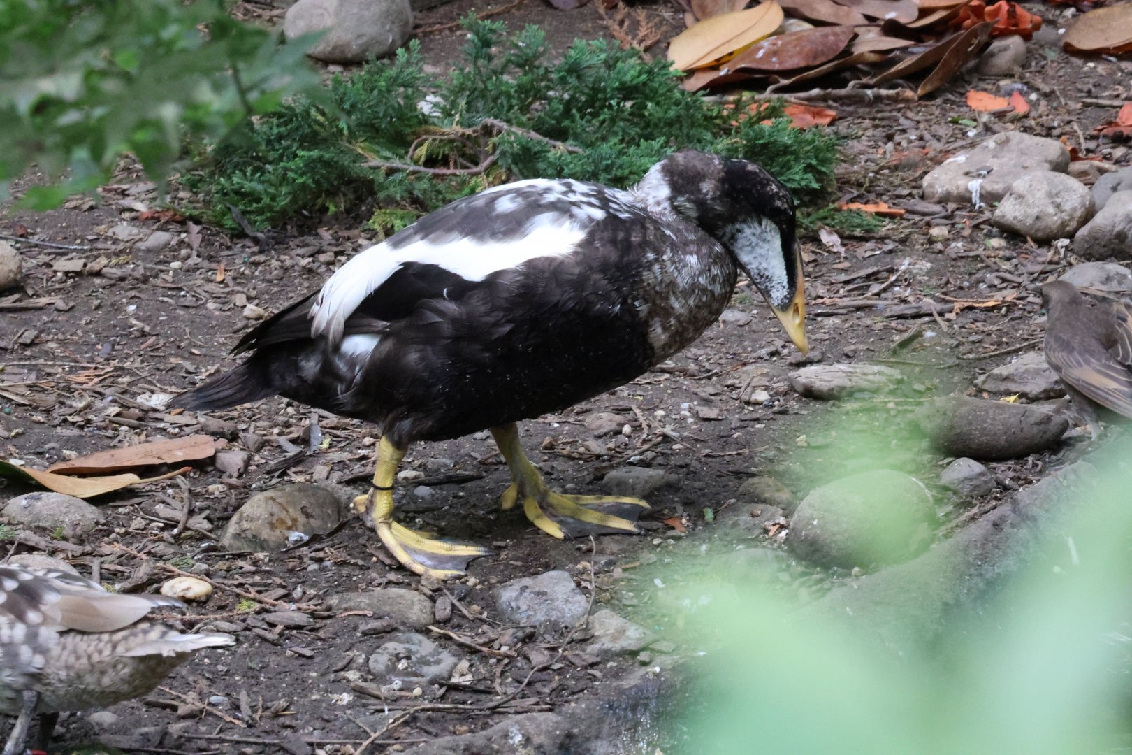 Common eider (Somateria mollissima)