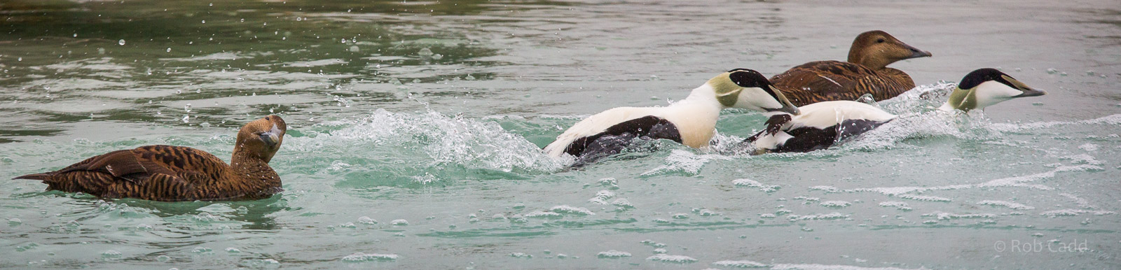 Common eider : Whipsnade : 14 Mar 2015