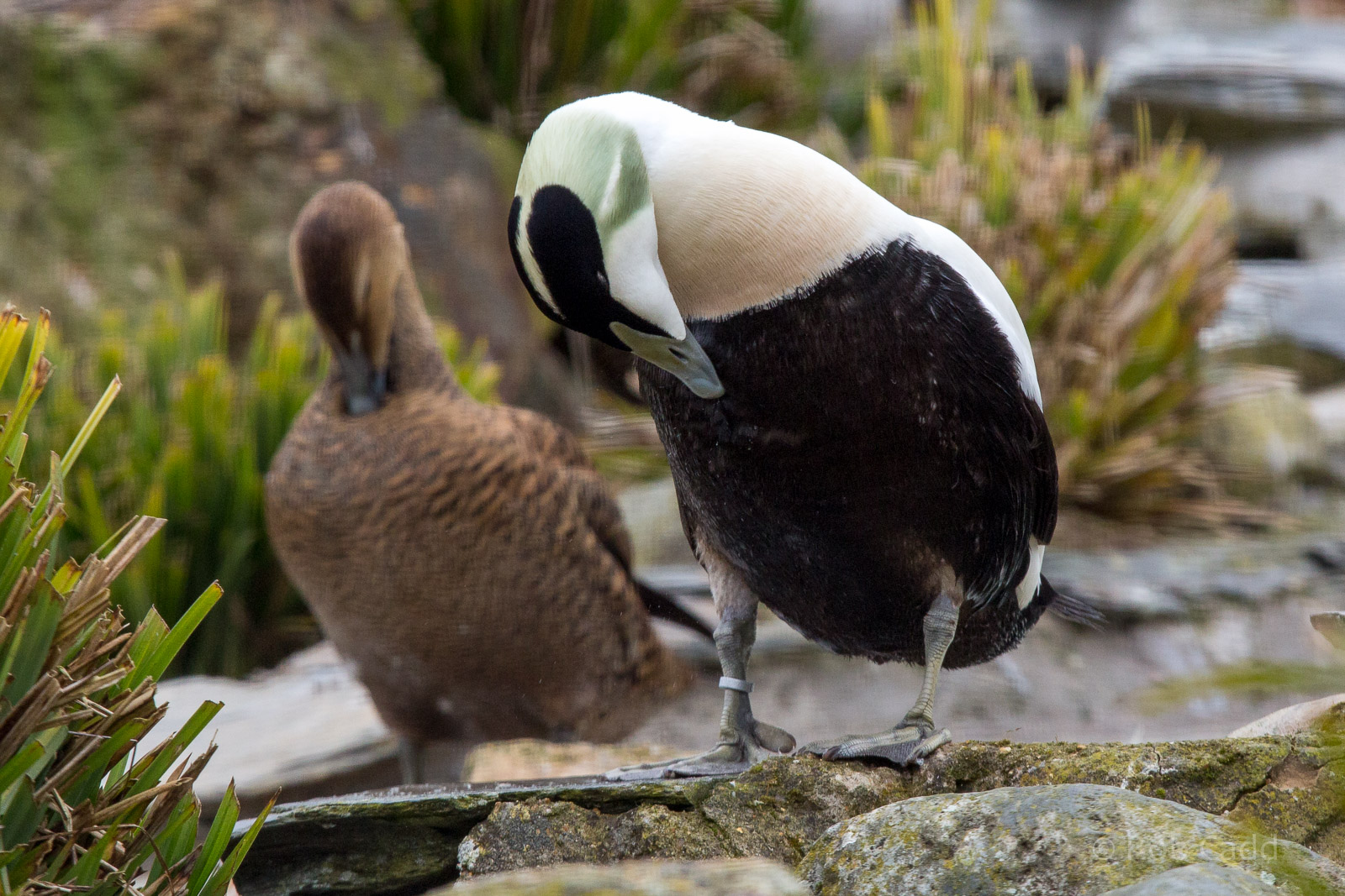 Common eider : Whipsnade : 14 Mar 2015