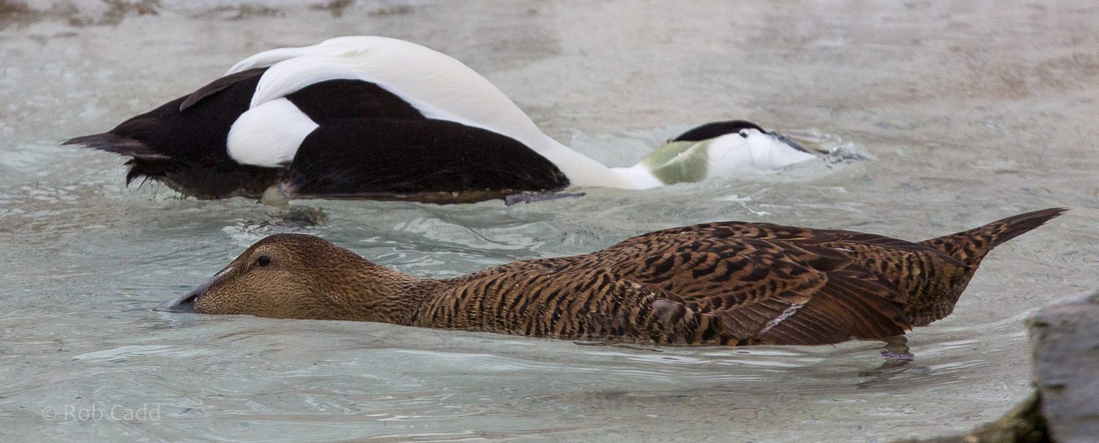 Common eider : Whipsnade : 14 Mar 2015