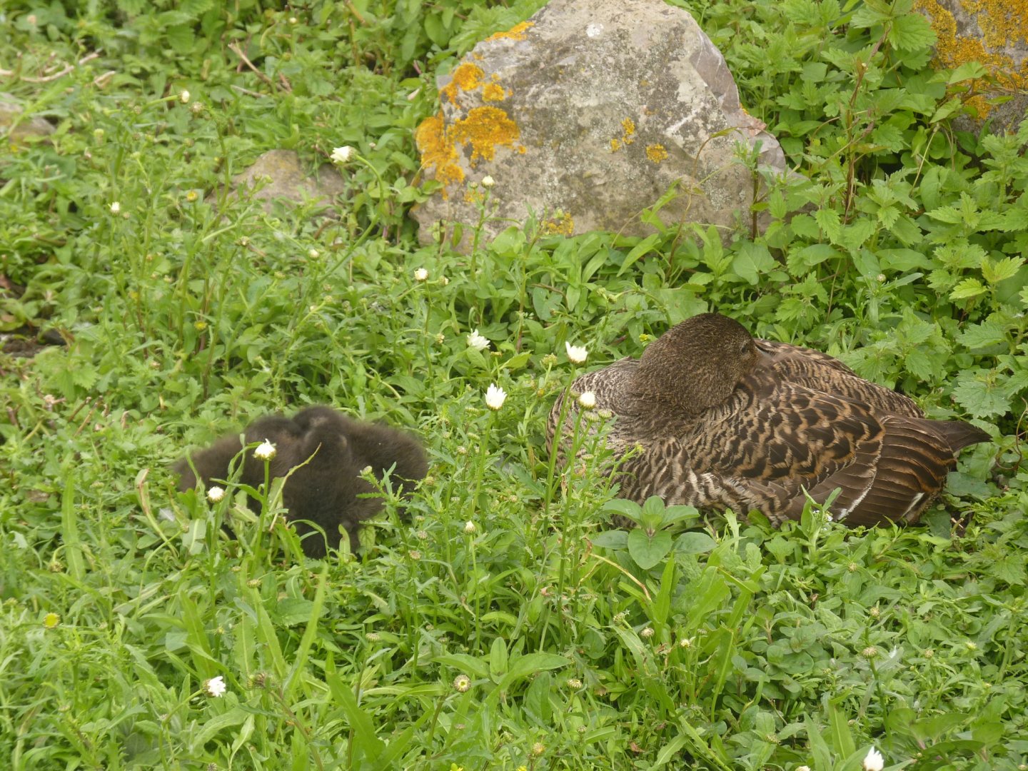 Common eider with young