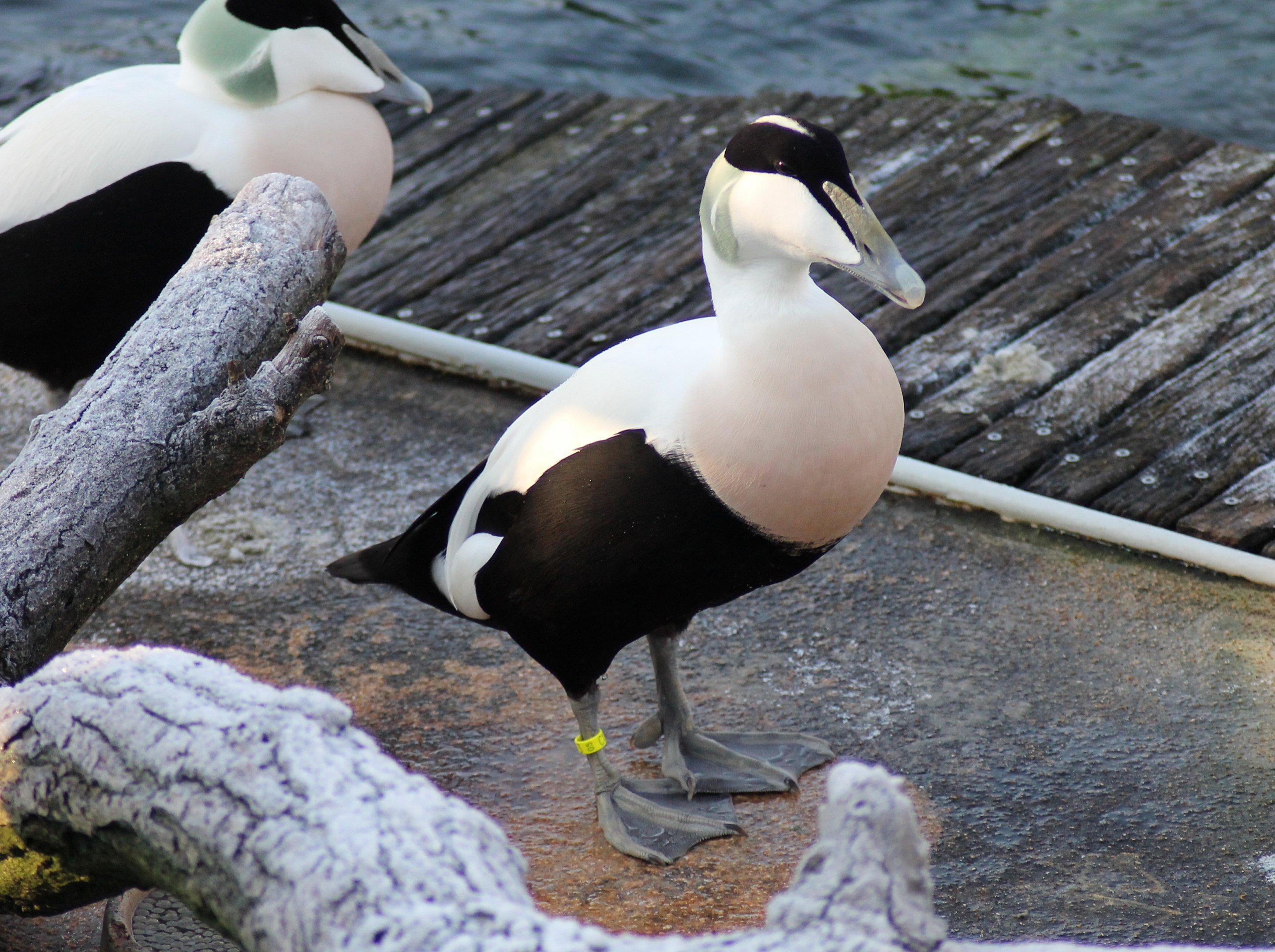 Common eider - Yukon Bay