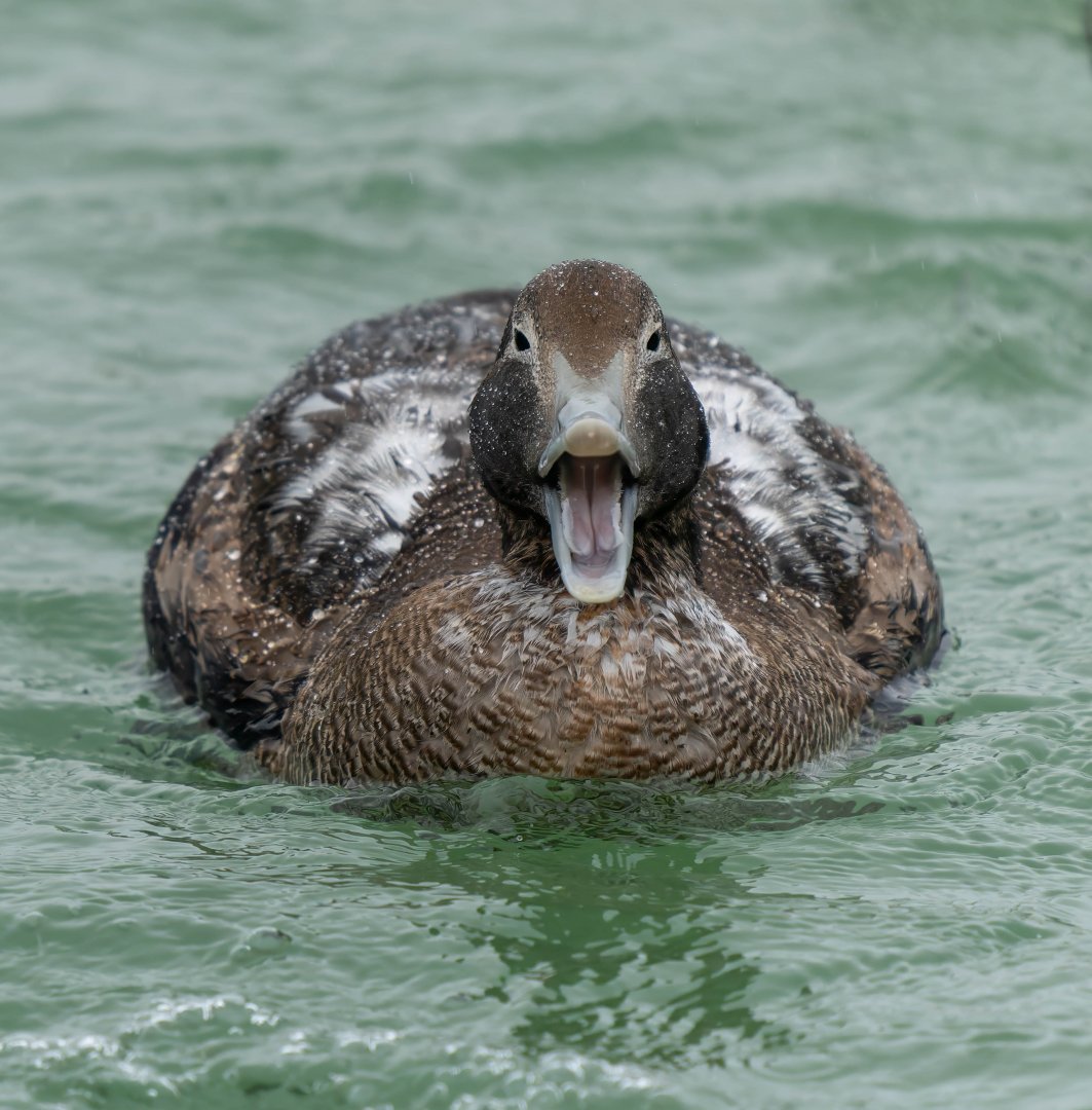 Common Eider, ZSL Whipsnade, UK