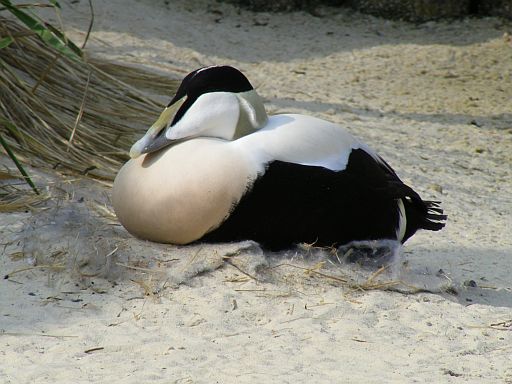 Common eider