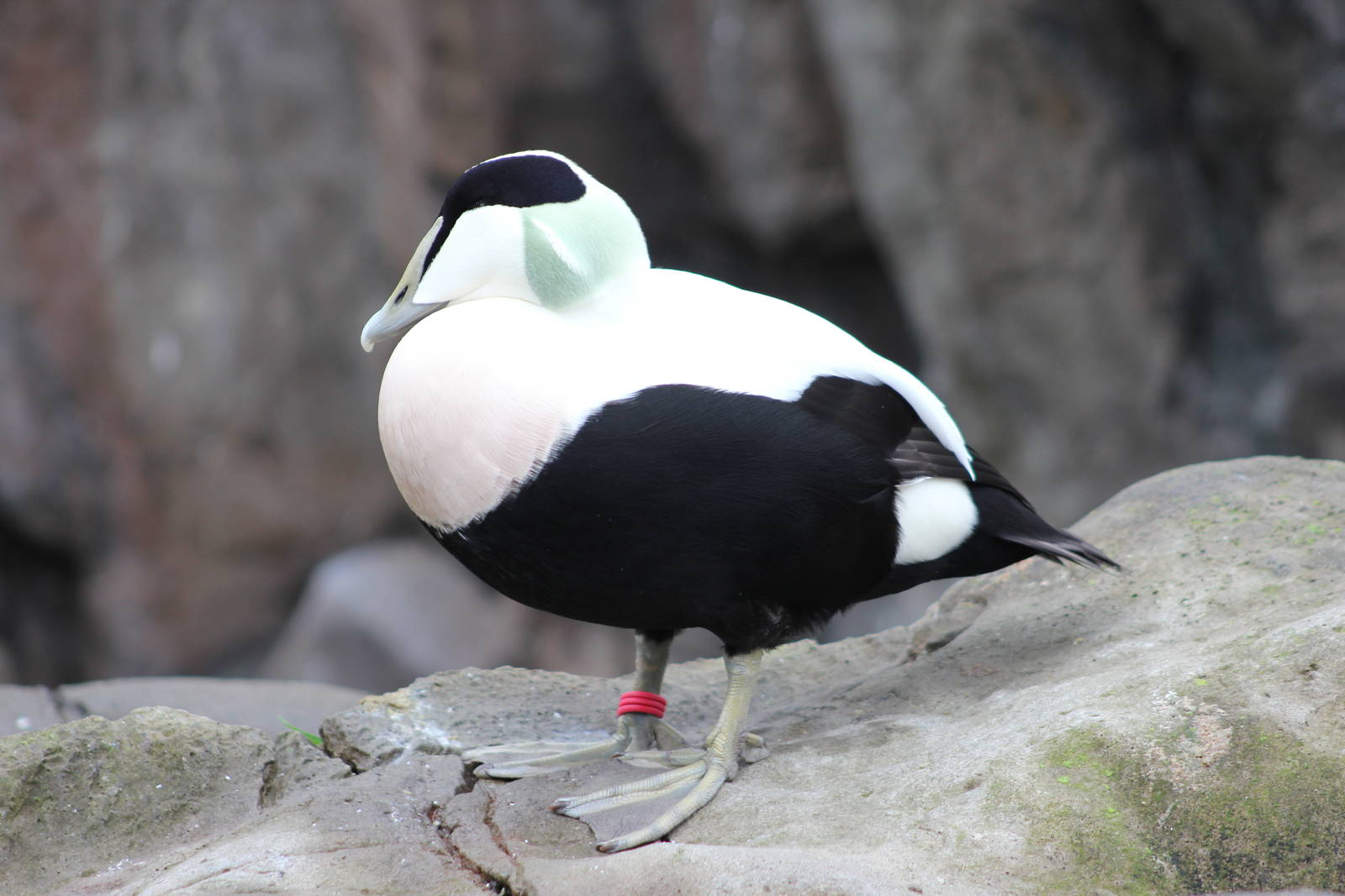 Common eider