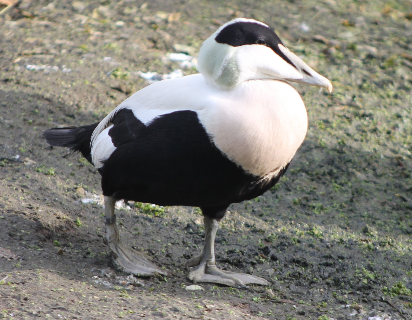 Common eider
