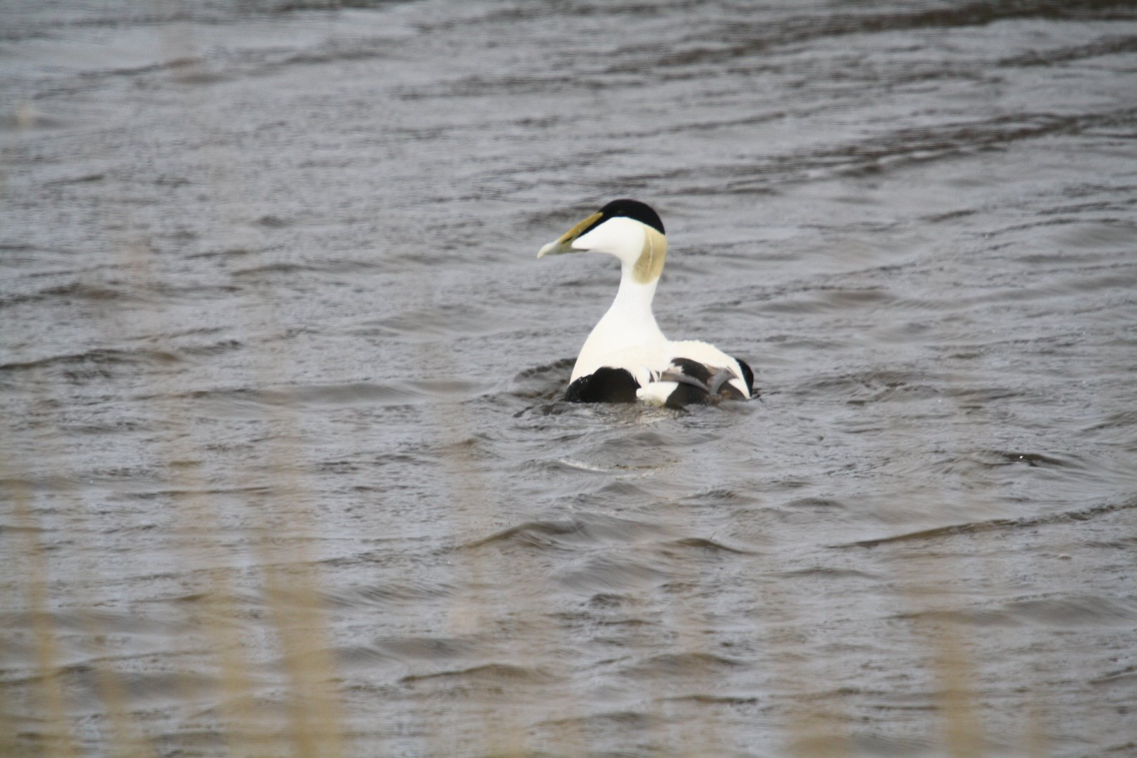 Common eider