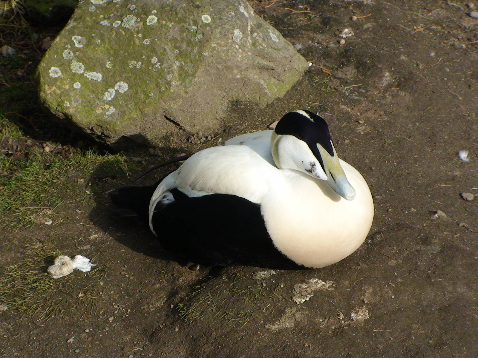 Common Eider