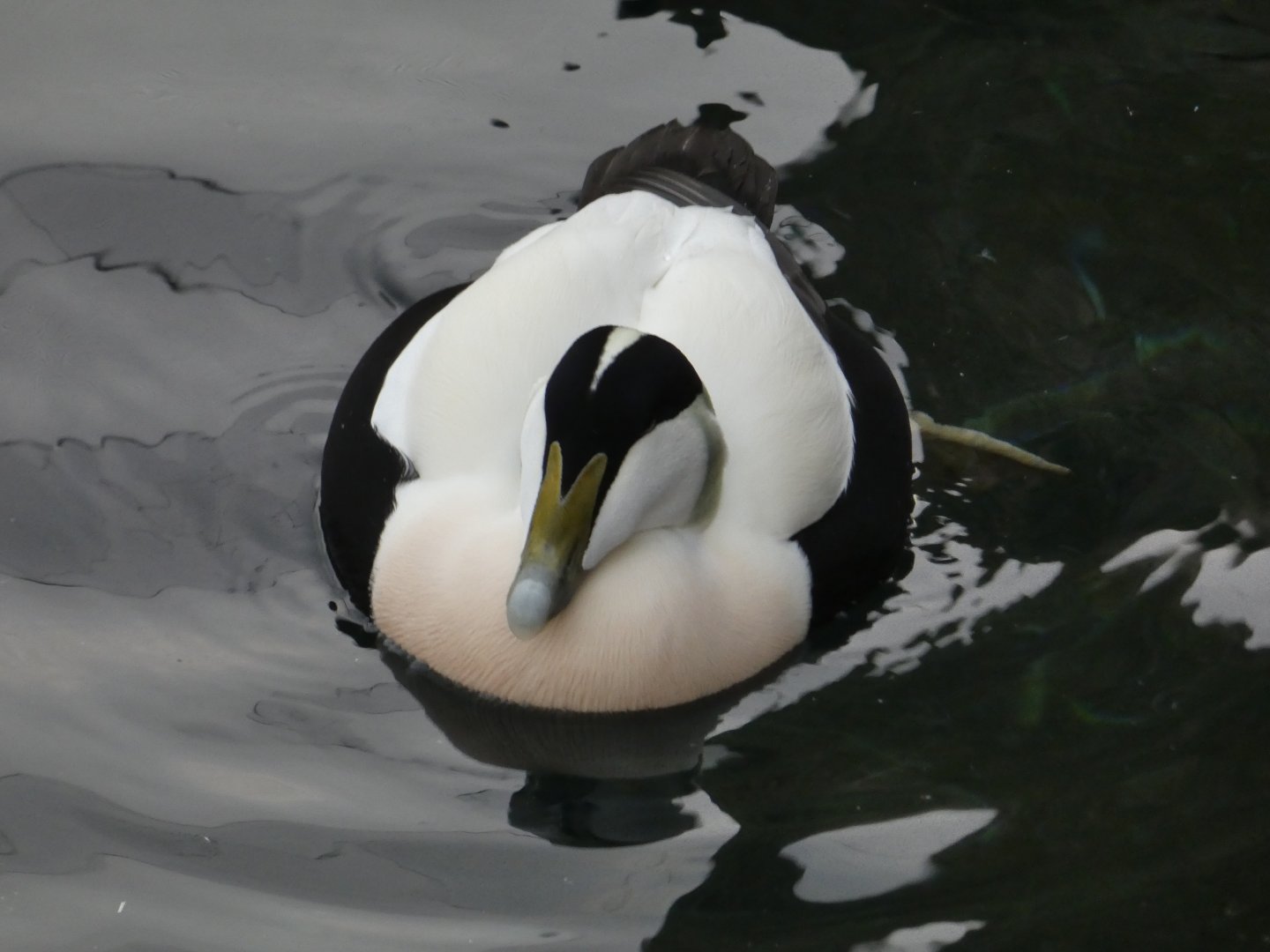 Common eider