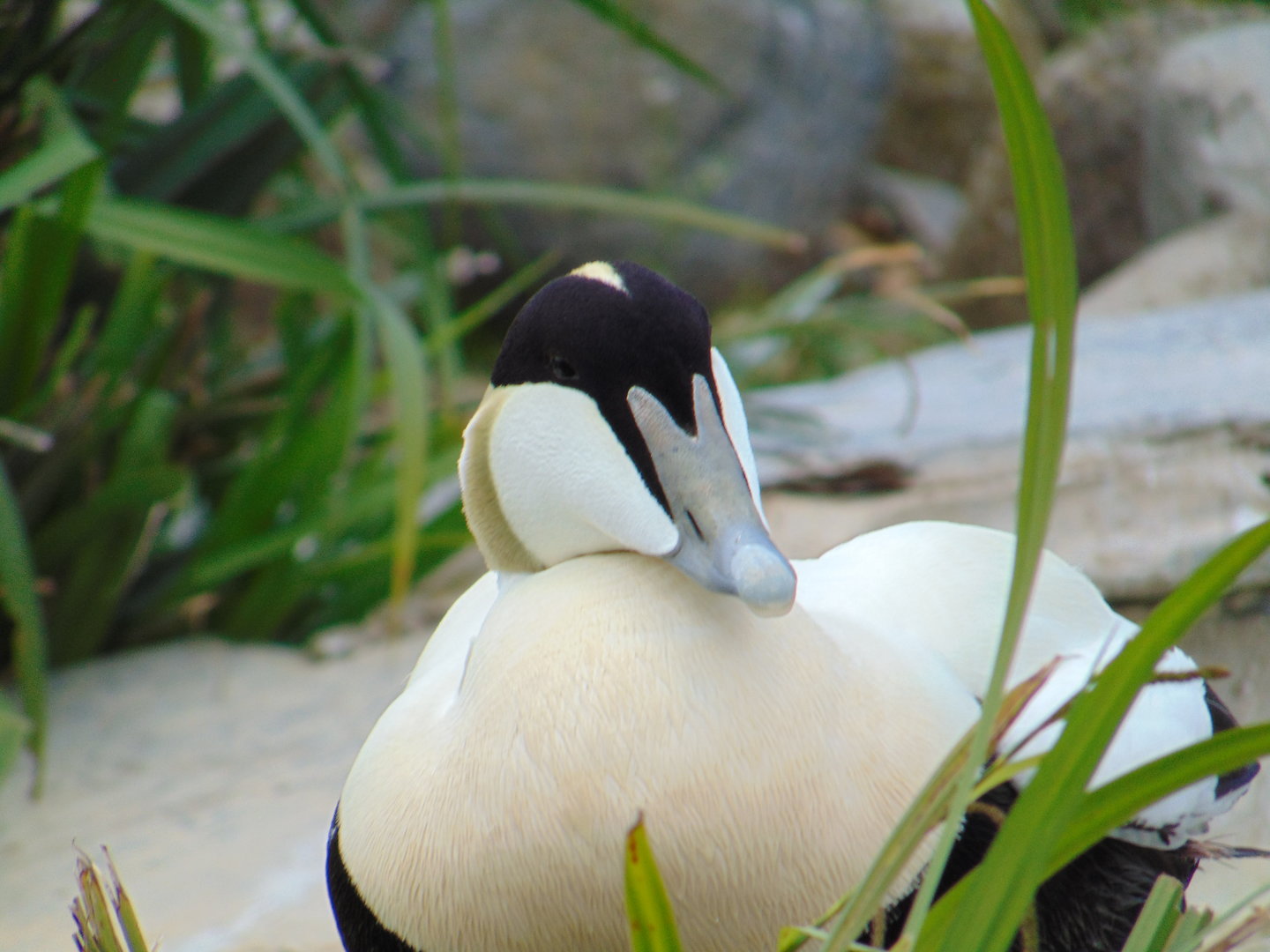 Common Eider
