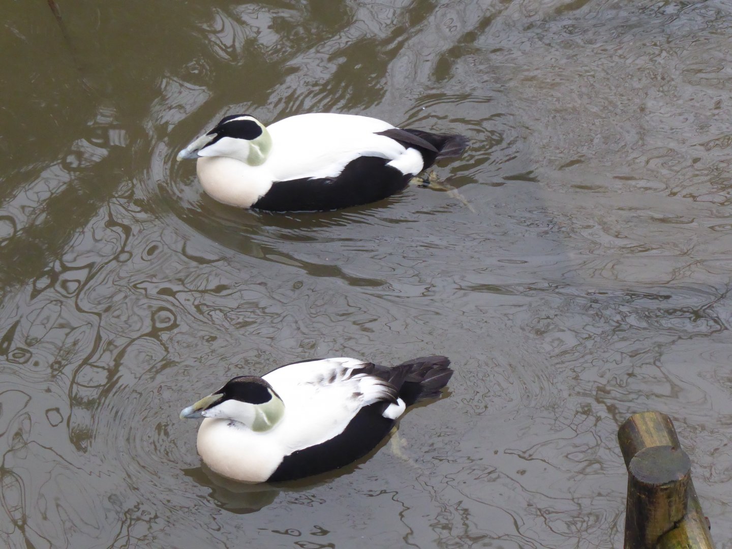 Common eiders 150418