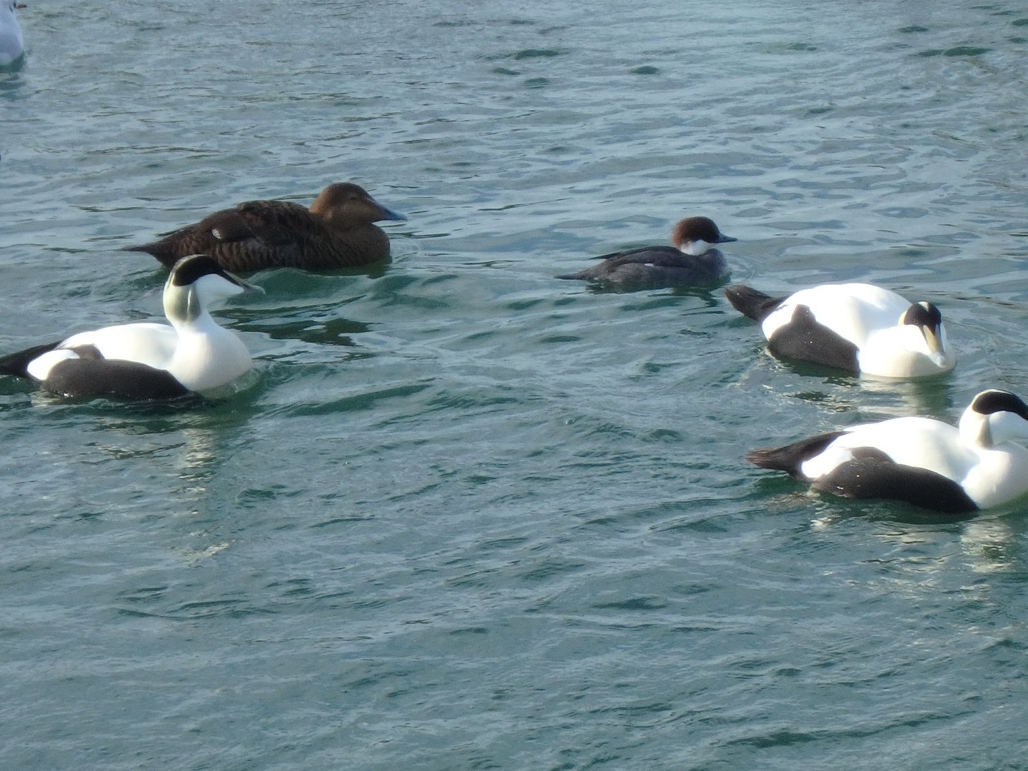Common eiders and a smew