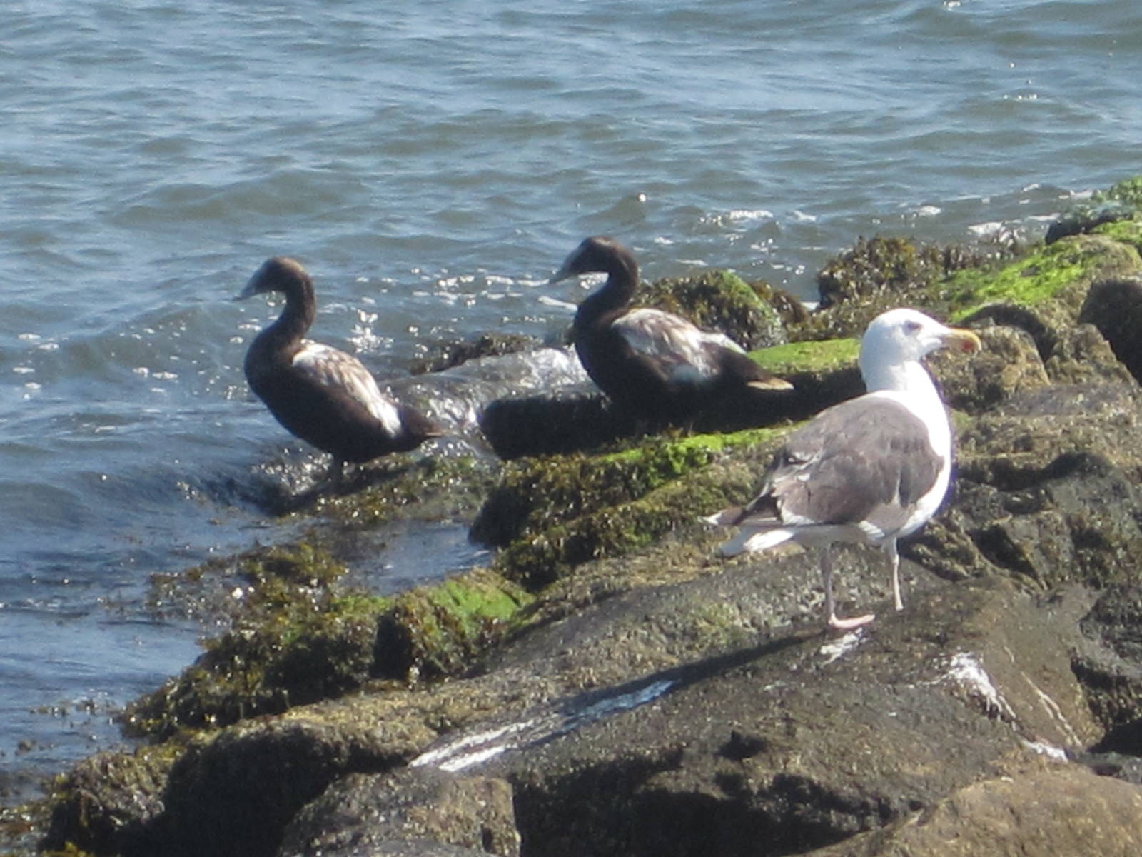 Common Eiders and Herring Gull