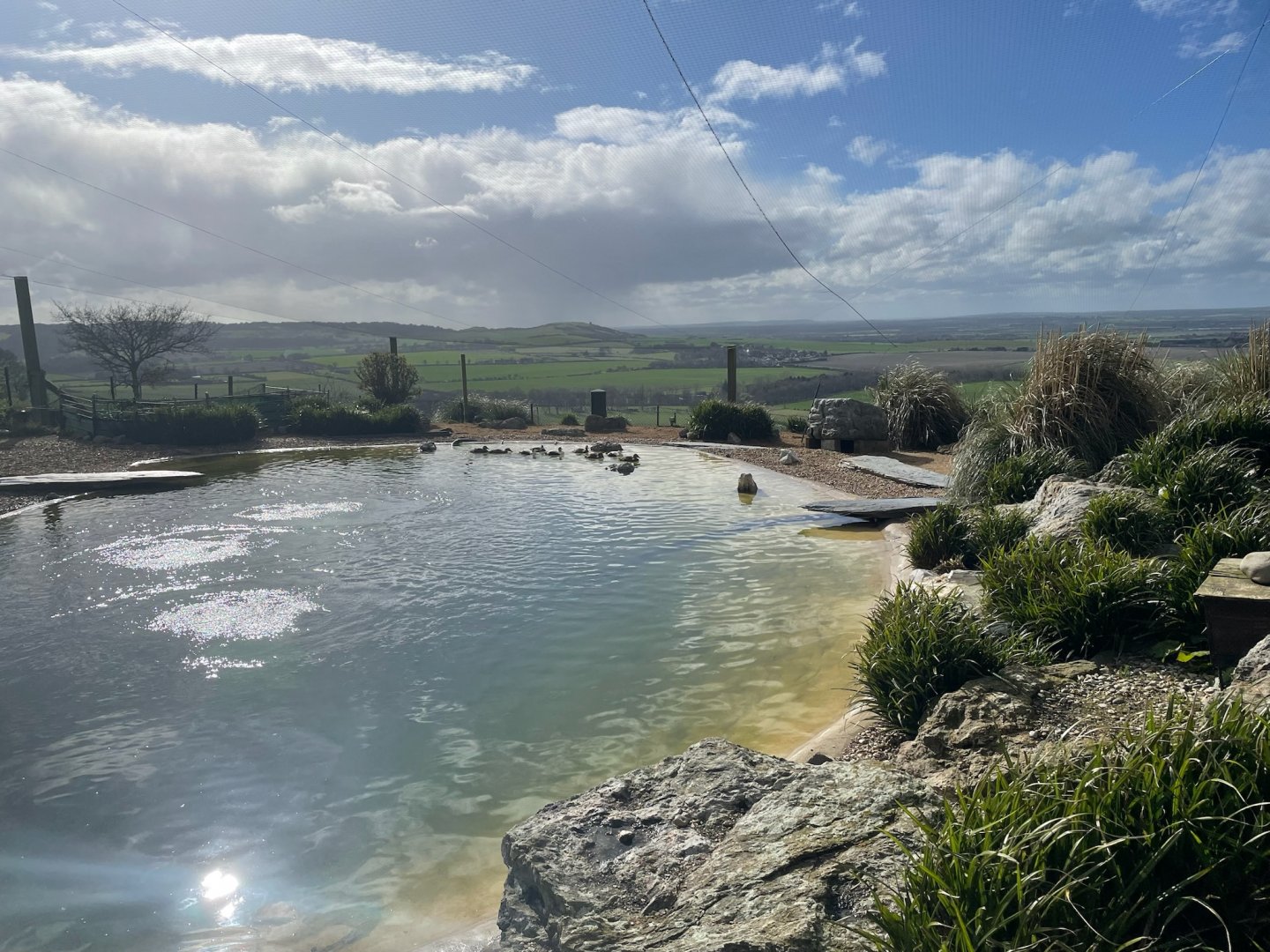 Common Eiders, (Somateria mollissima)