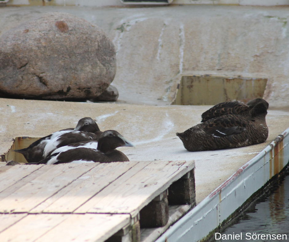 Common Eiders