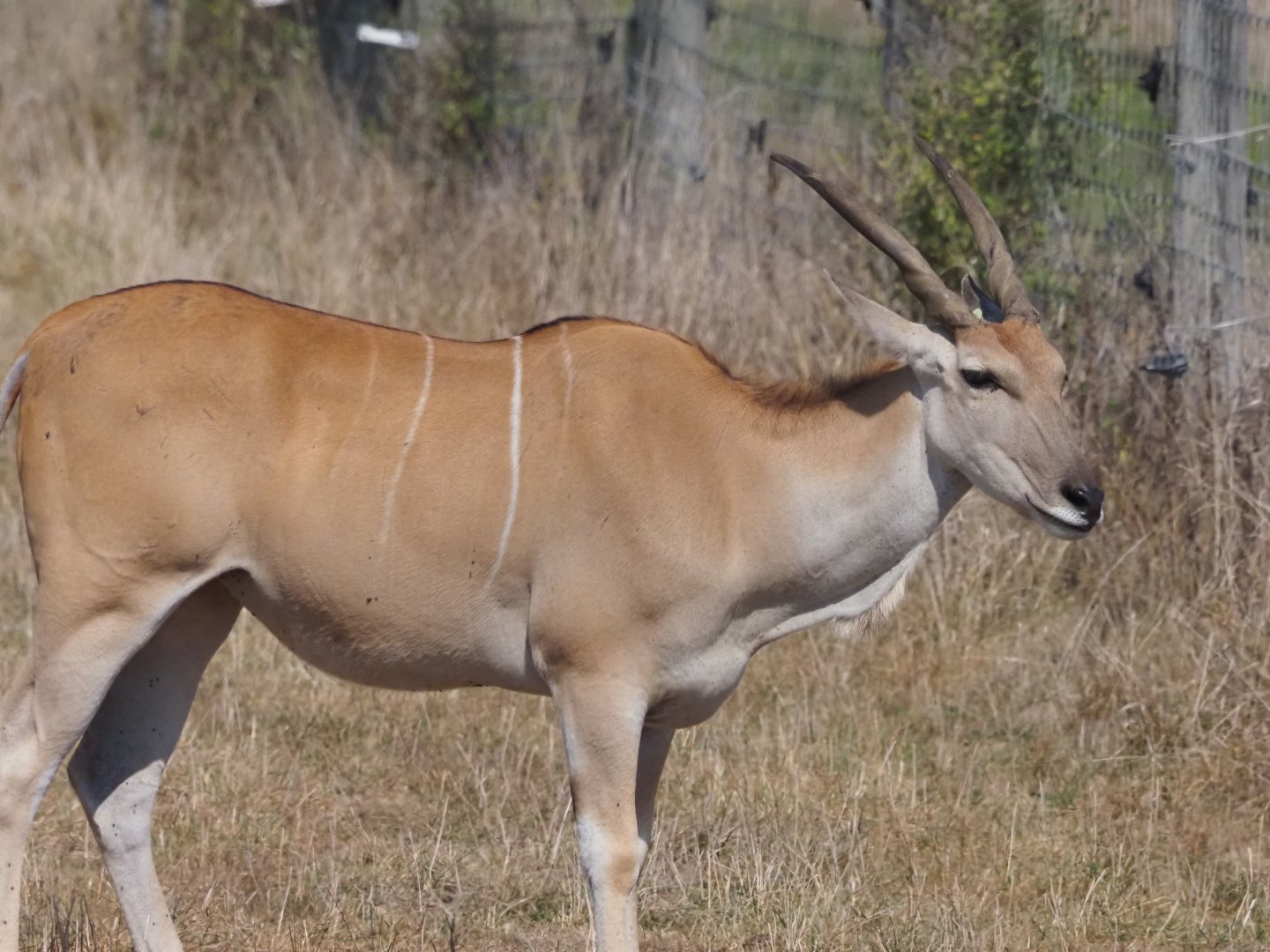 Common Eland 1