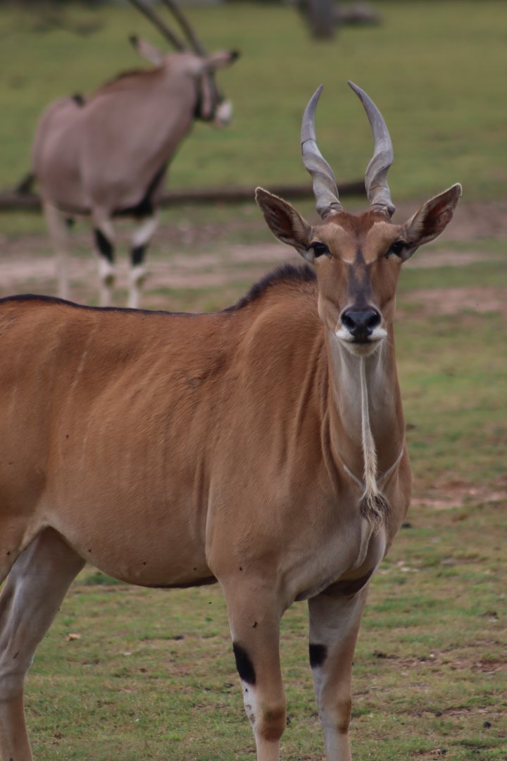 Common eland - 10 September 2021