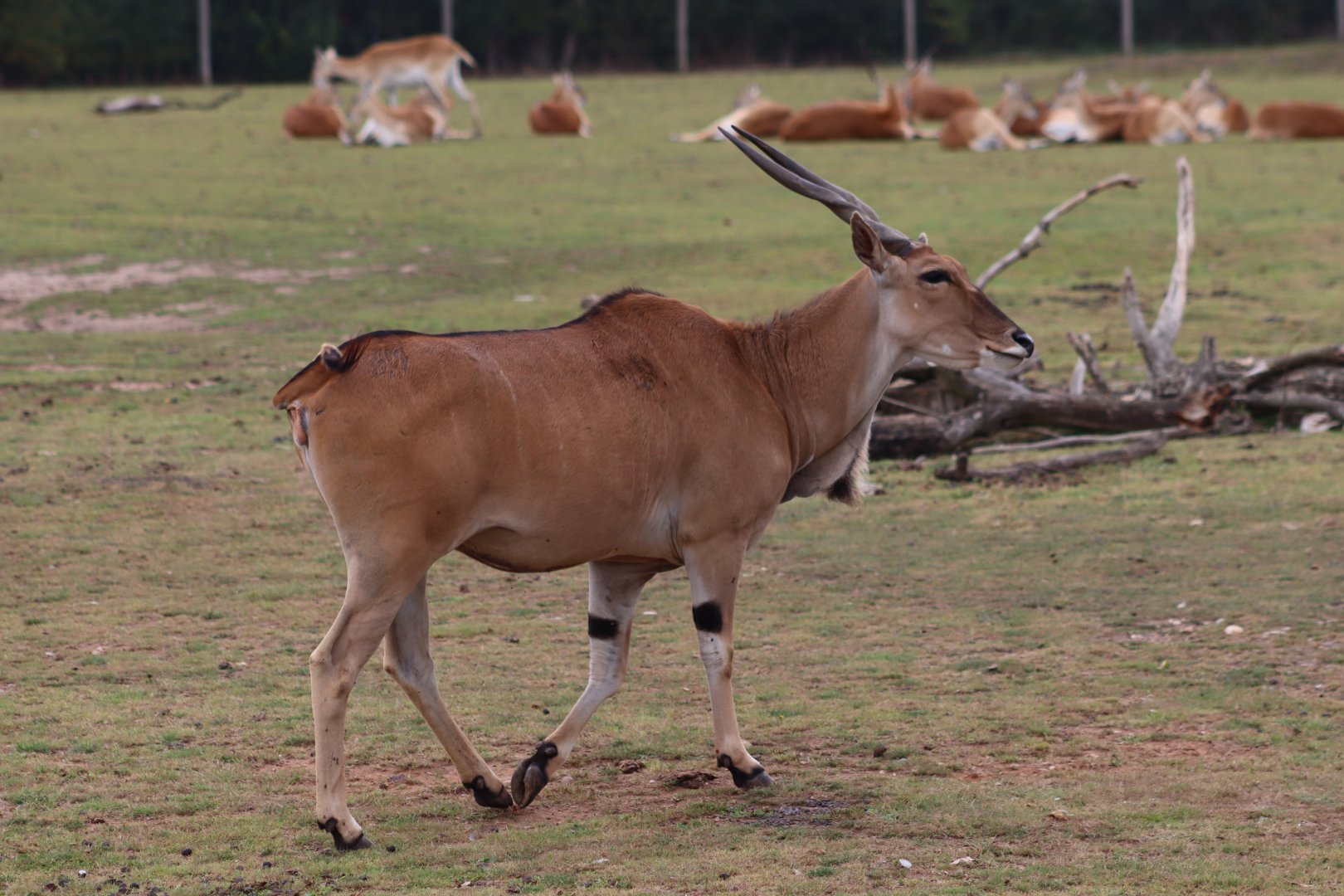 Common eland - 10 September 2021