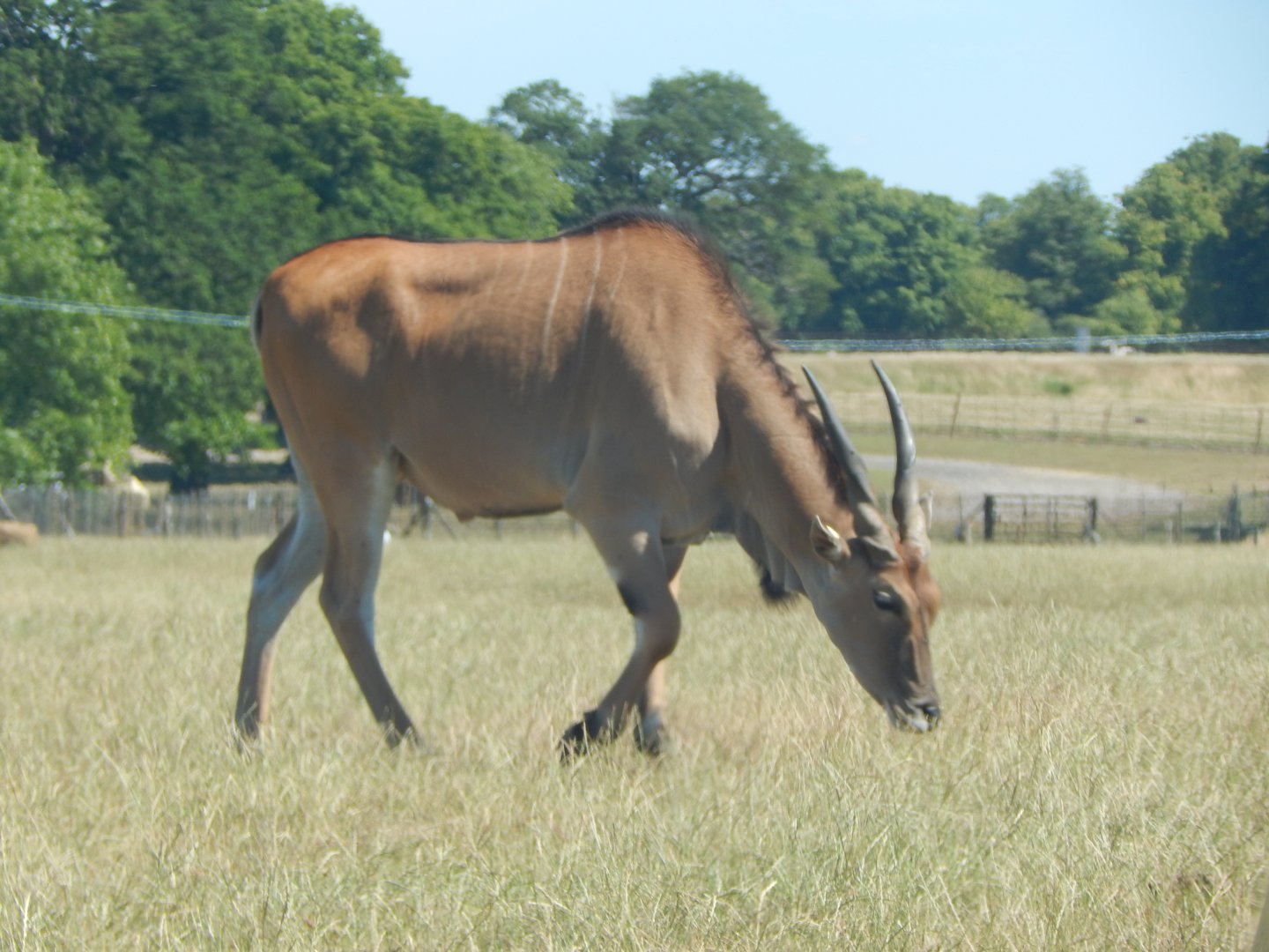 Common eland 110722