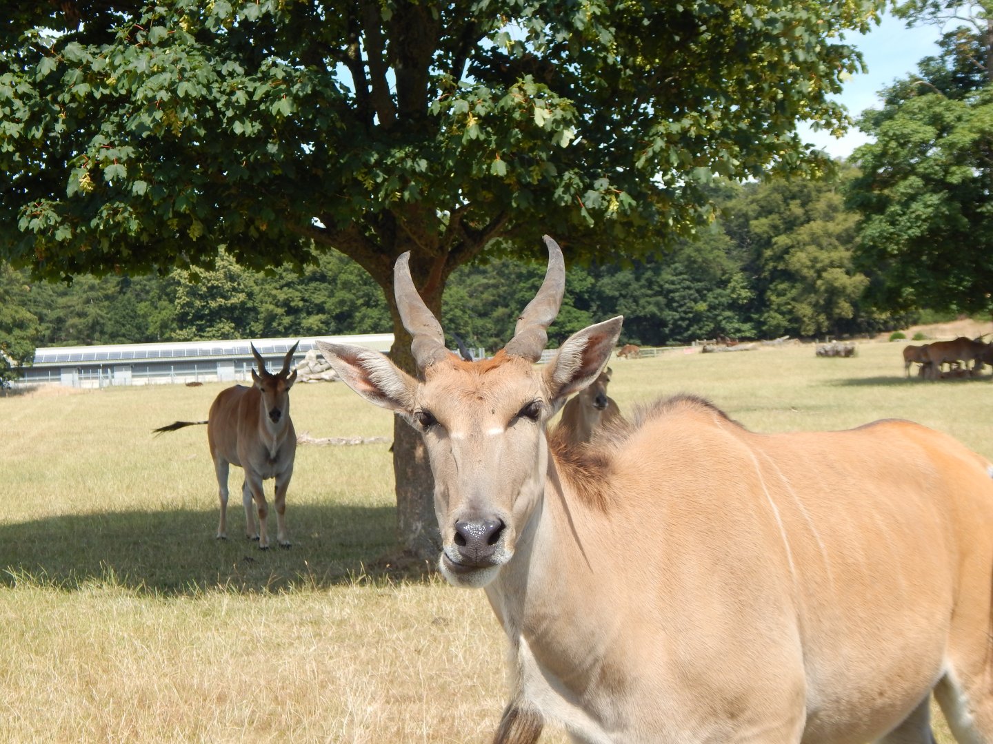 Common eland 110722