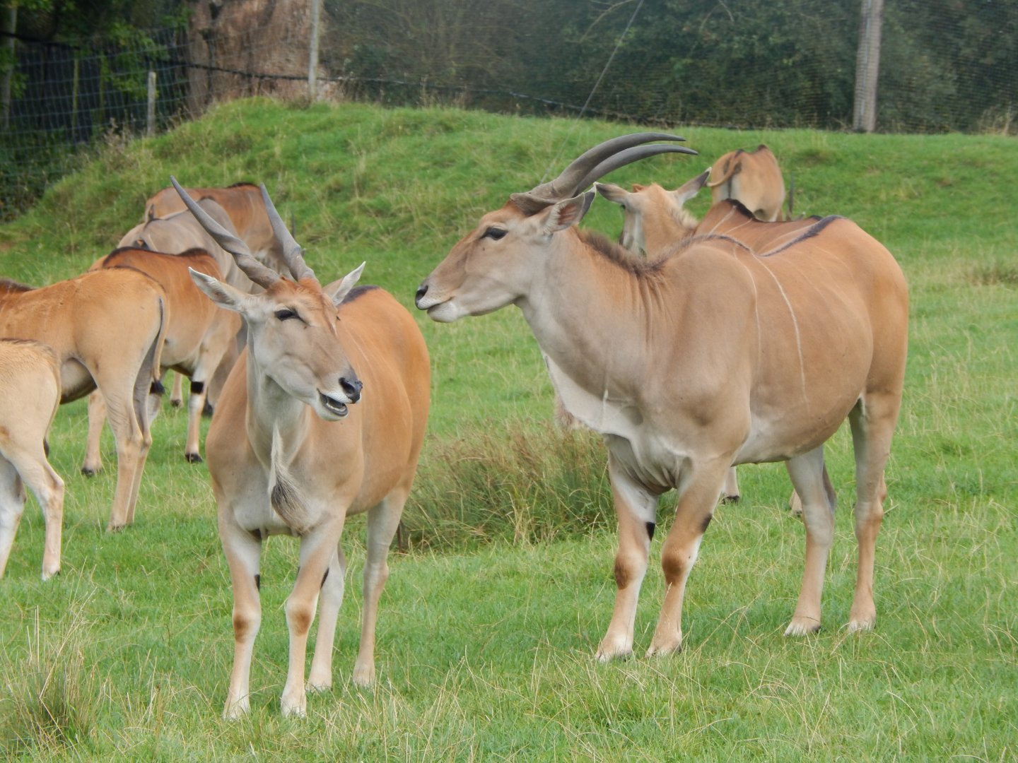 Common eland 110921