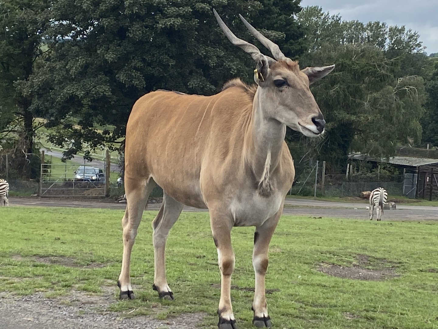 Common Eland 130720
