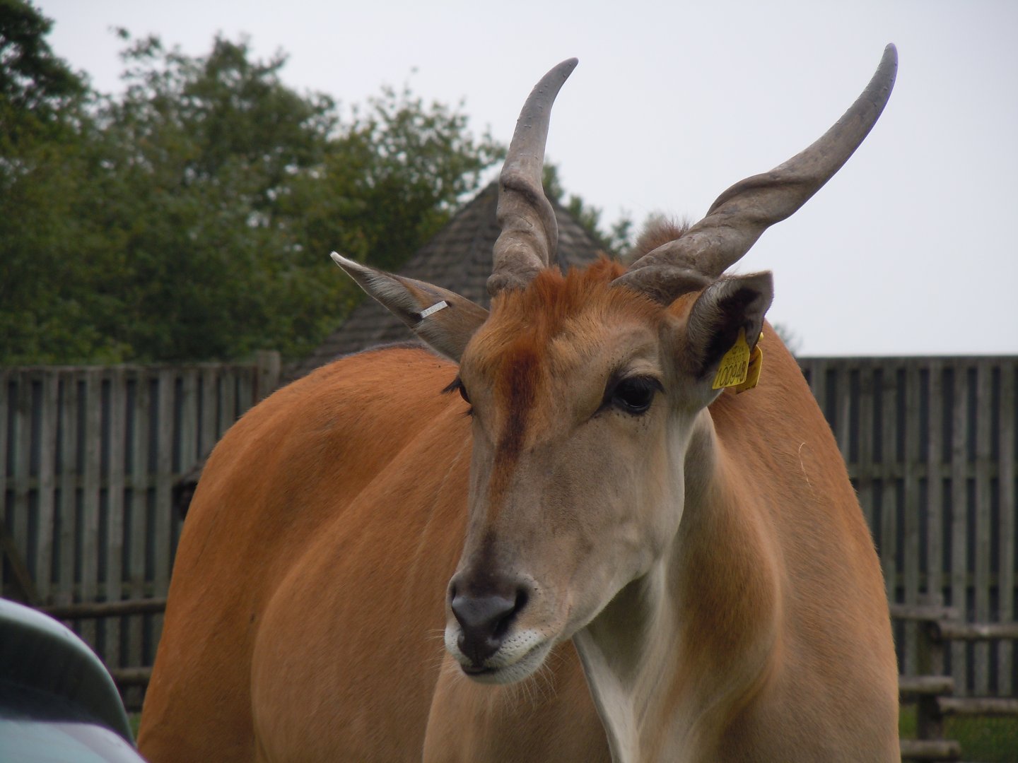 Common Eland 130720