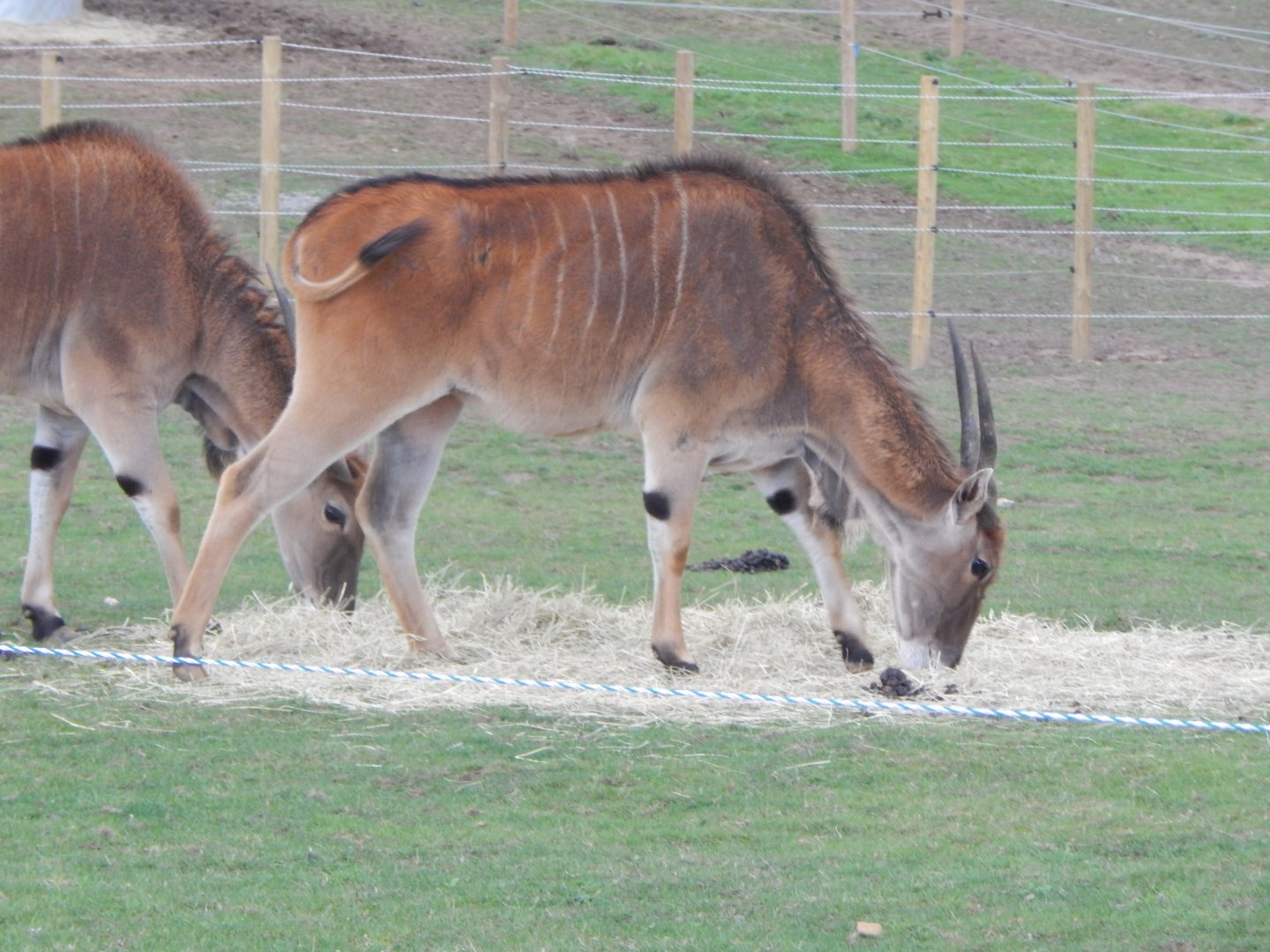 Common eland 130925
