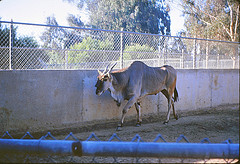 Common eland 1964