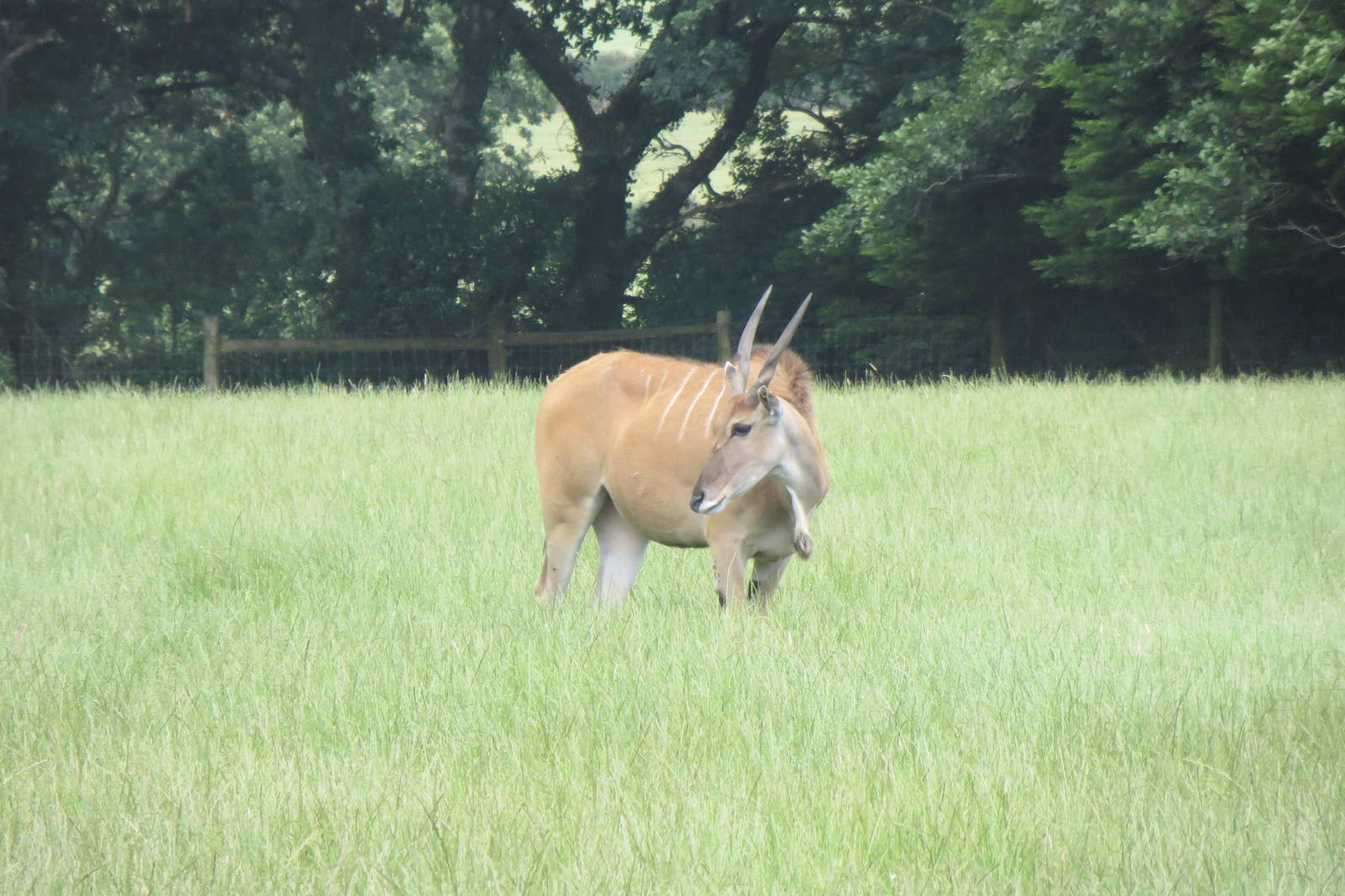 Common Eland 200713