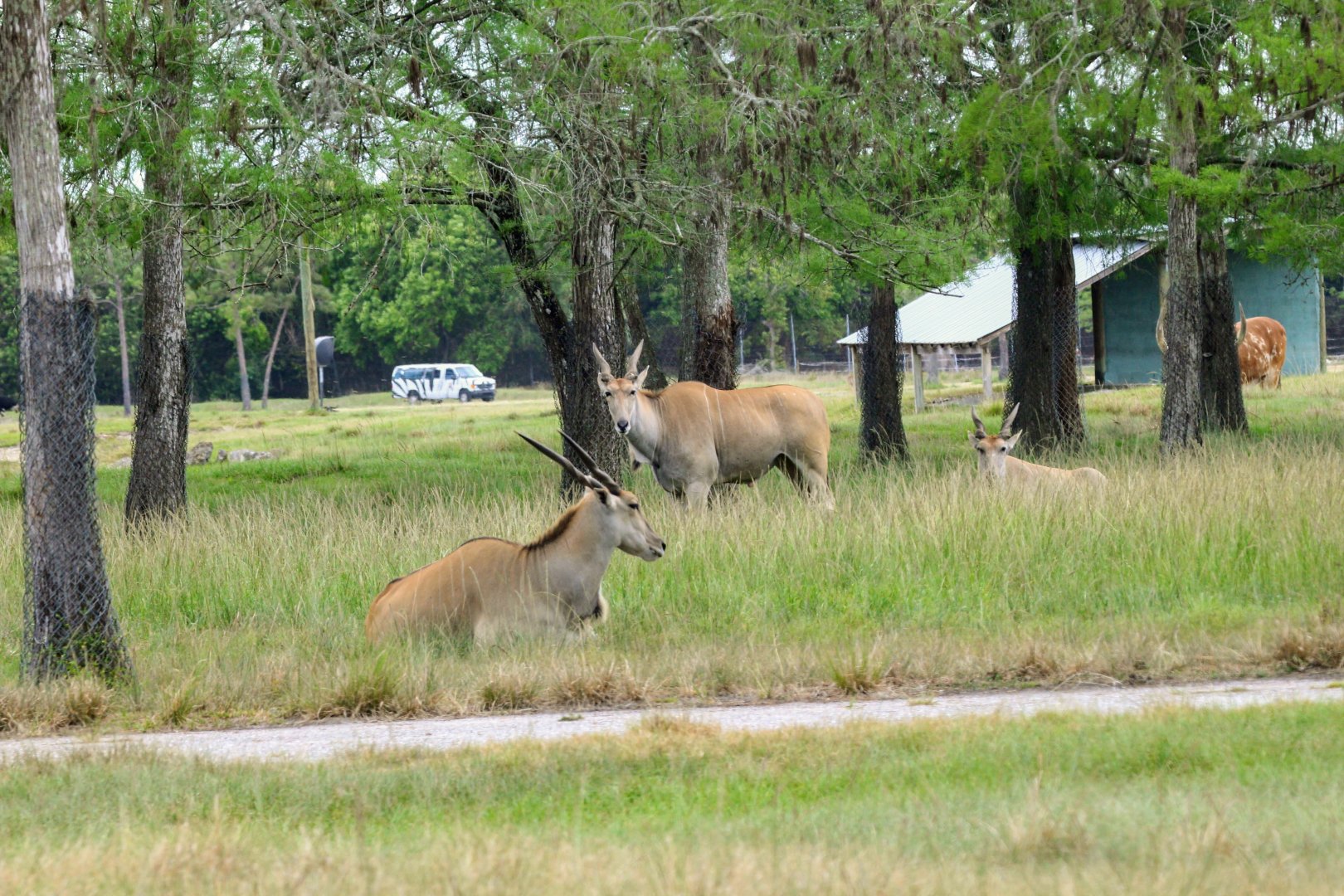 Common Eland (2016)