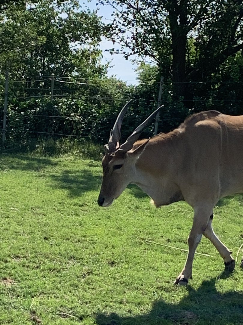 Common Eland 2021