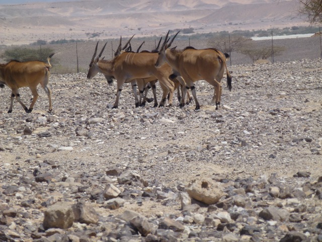 Common Eland 23.4.13