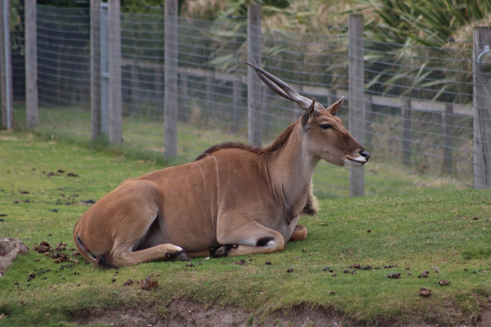 Common eland - 4 June 2022