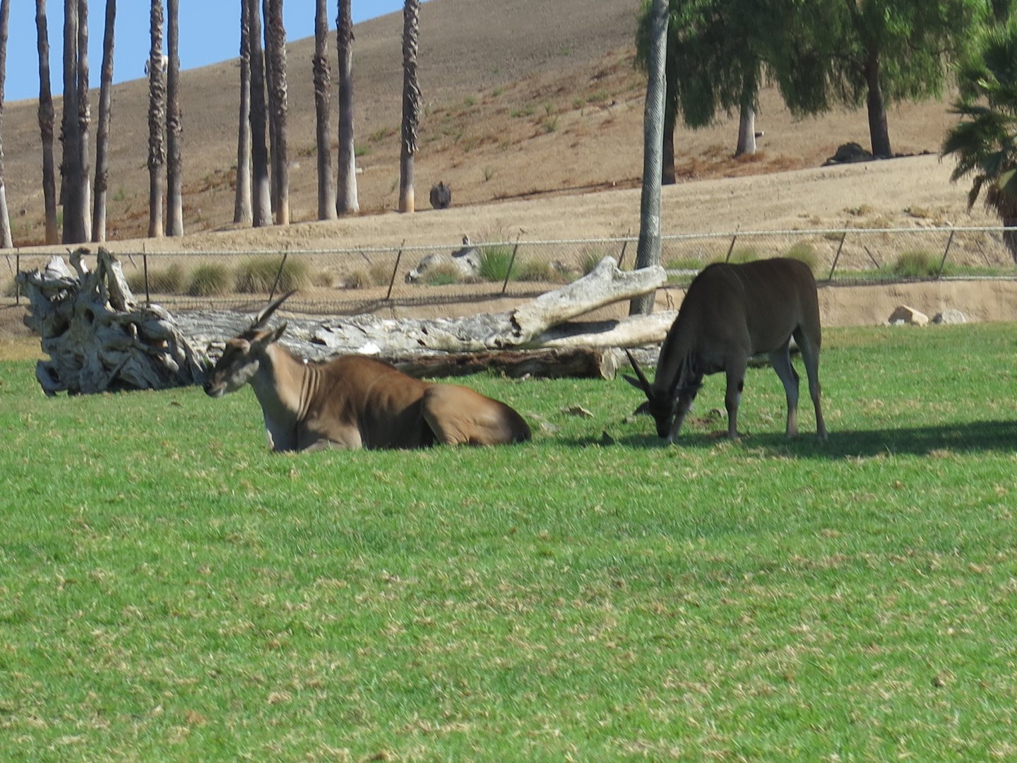 Common Eland(8/23/2024)