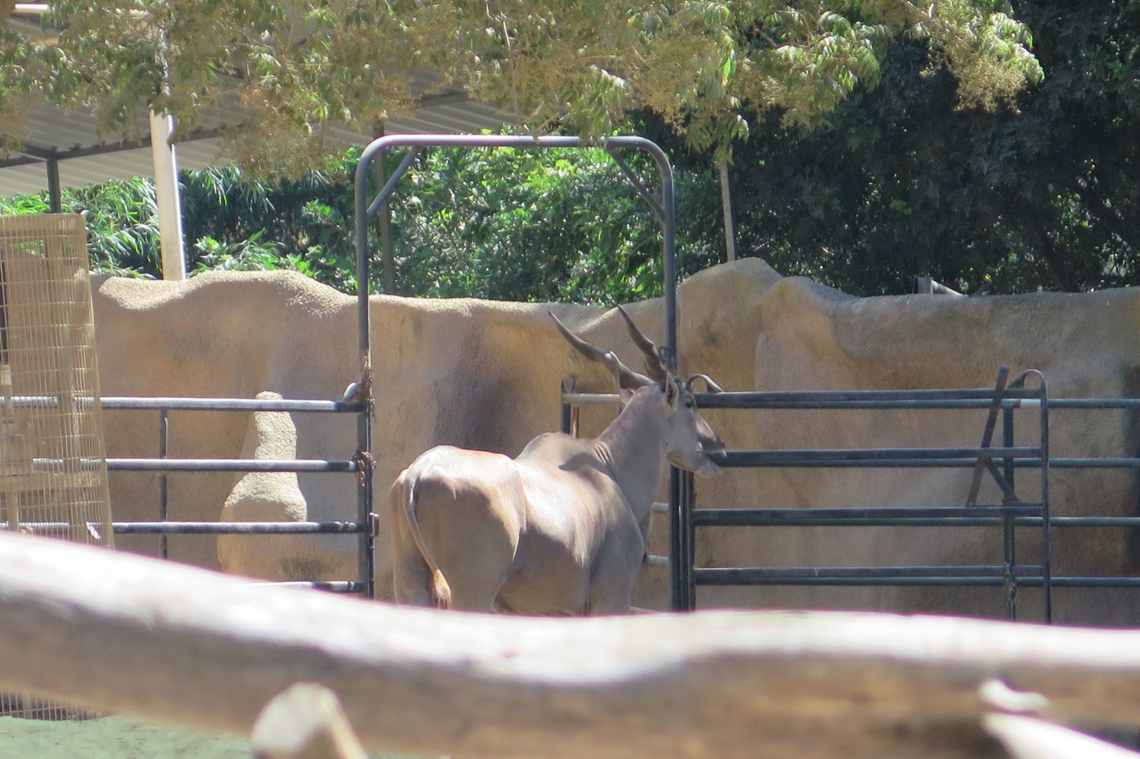 Common Eland(8/23/2024)