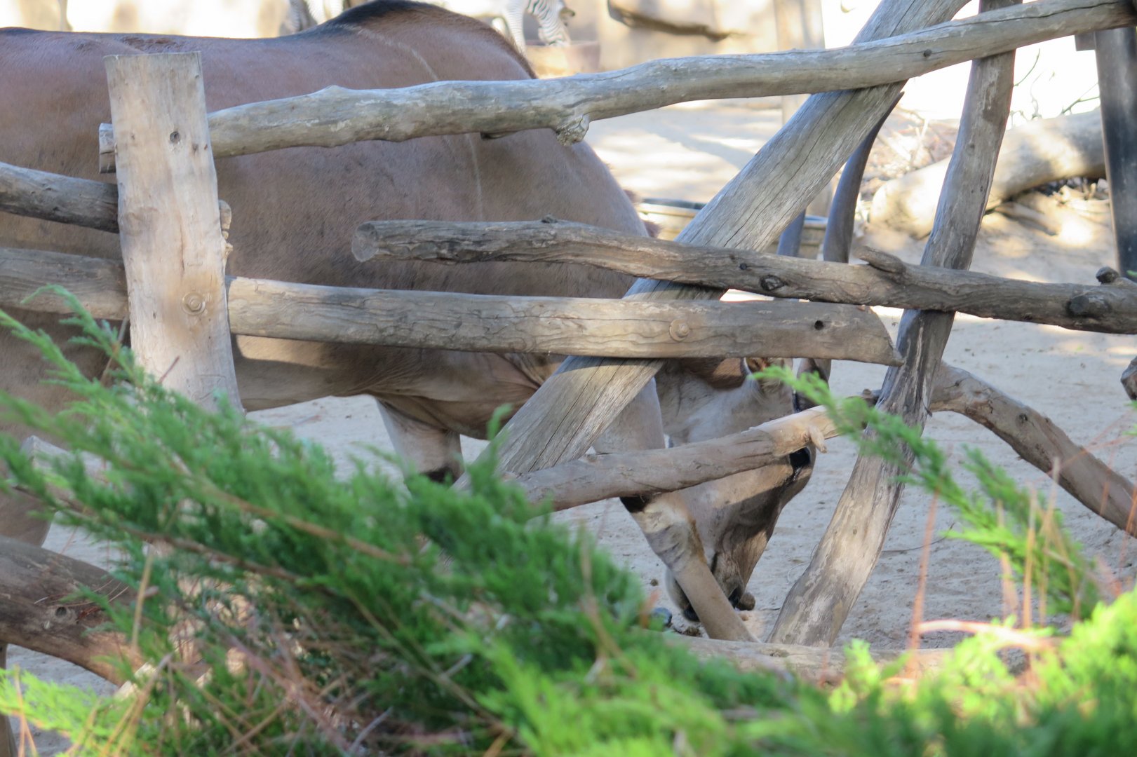 Common Eland(8/23/2024)