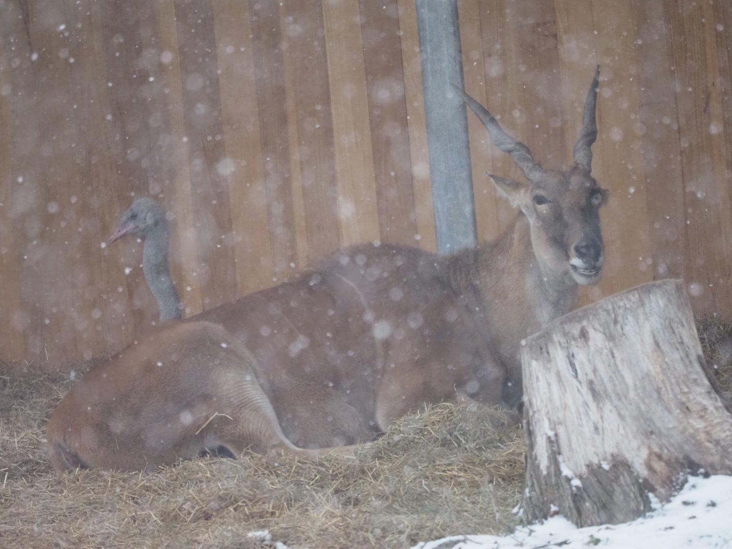 Common Eland and Common Ostrich
