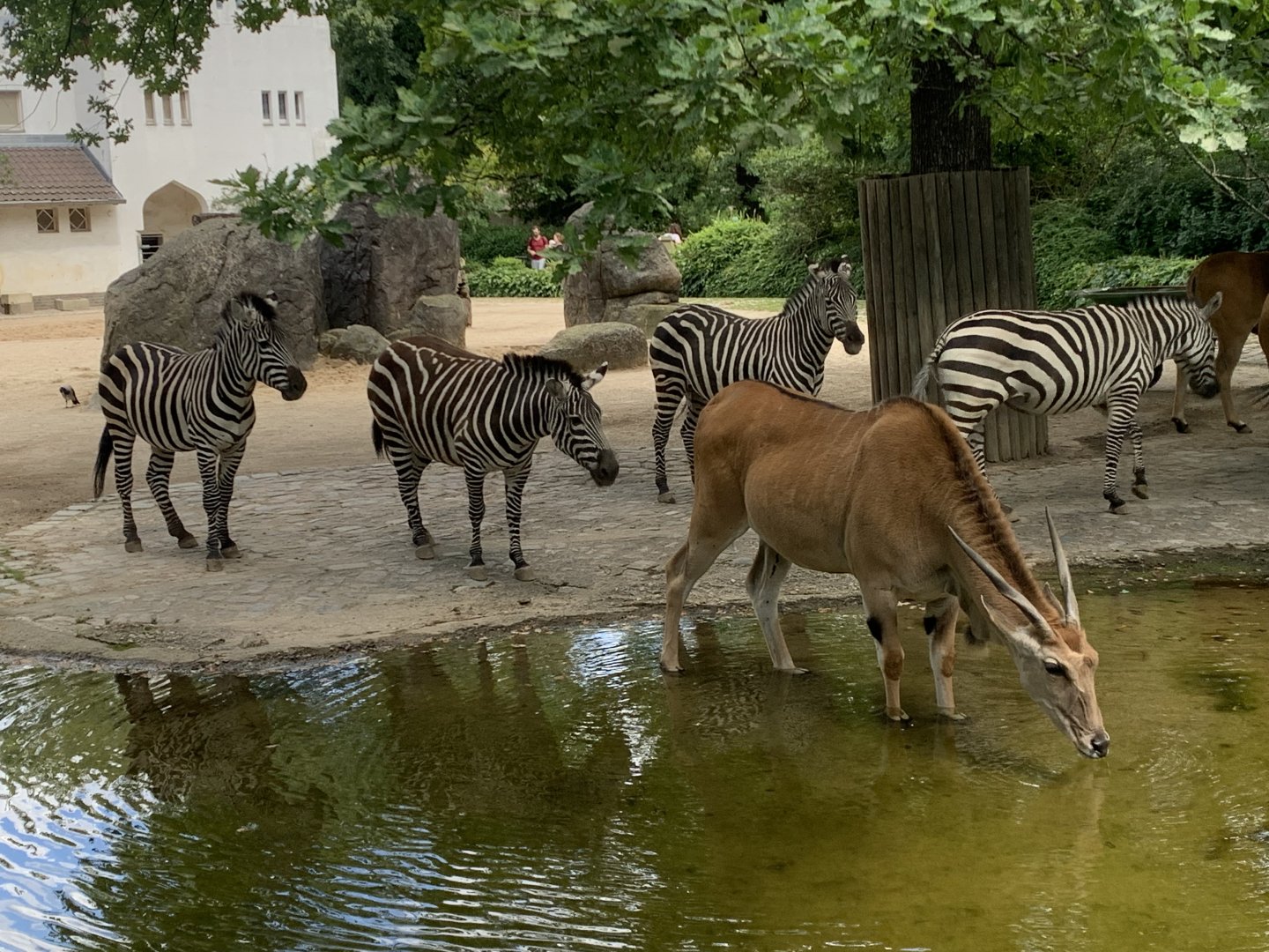 Common eland and Grant's zebras