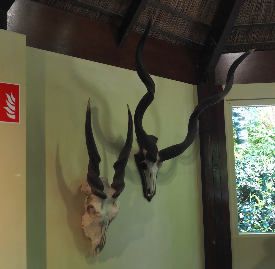 Common eland and Greater kudu skulls and horns in education building, 2025-04-30