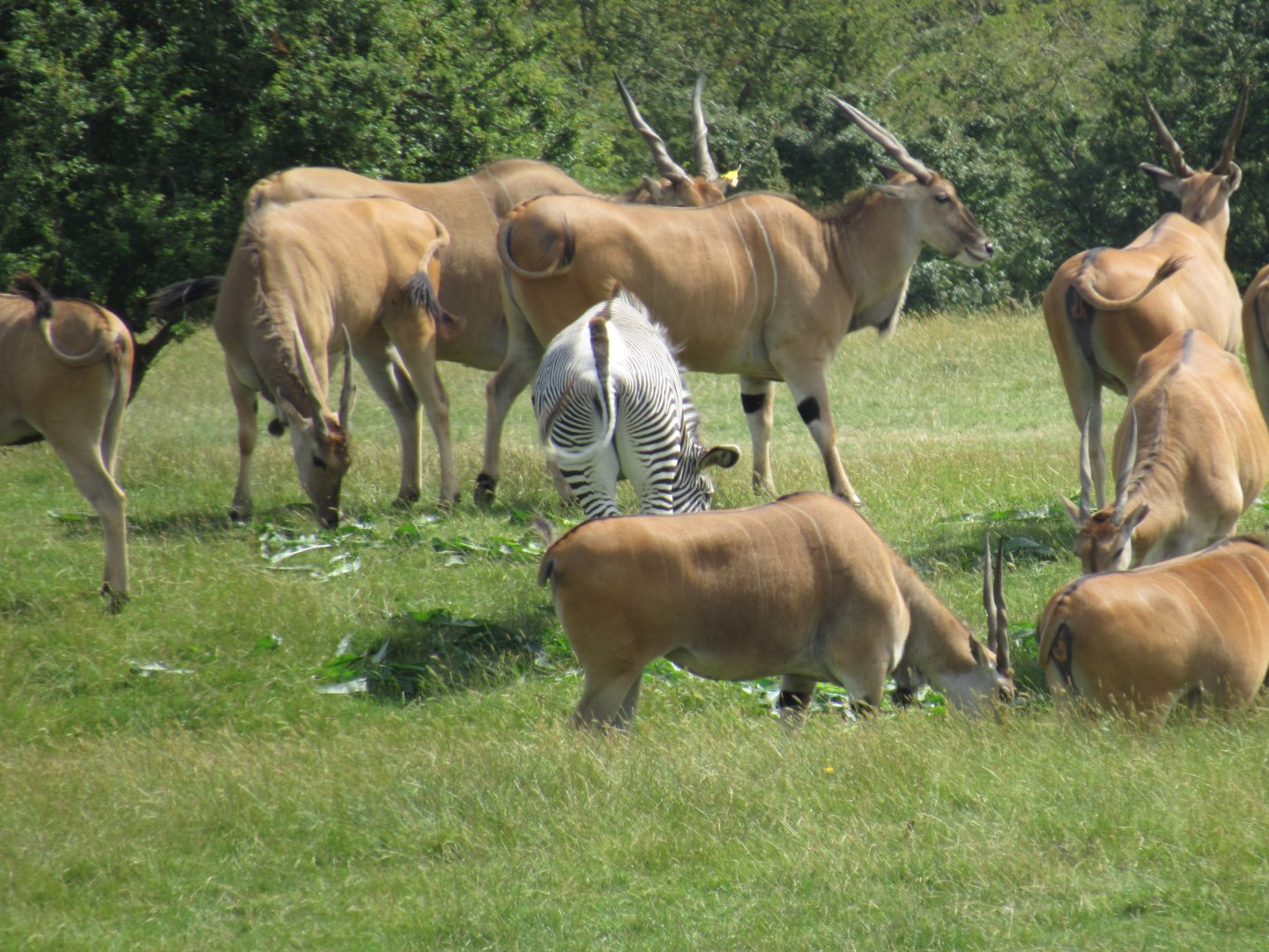 Common Eland and Grevy’s Zebra