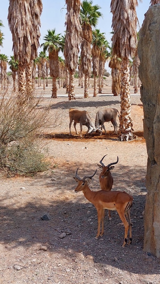 Common eland and Impala at Moreni area
