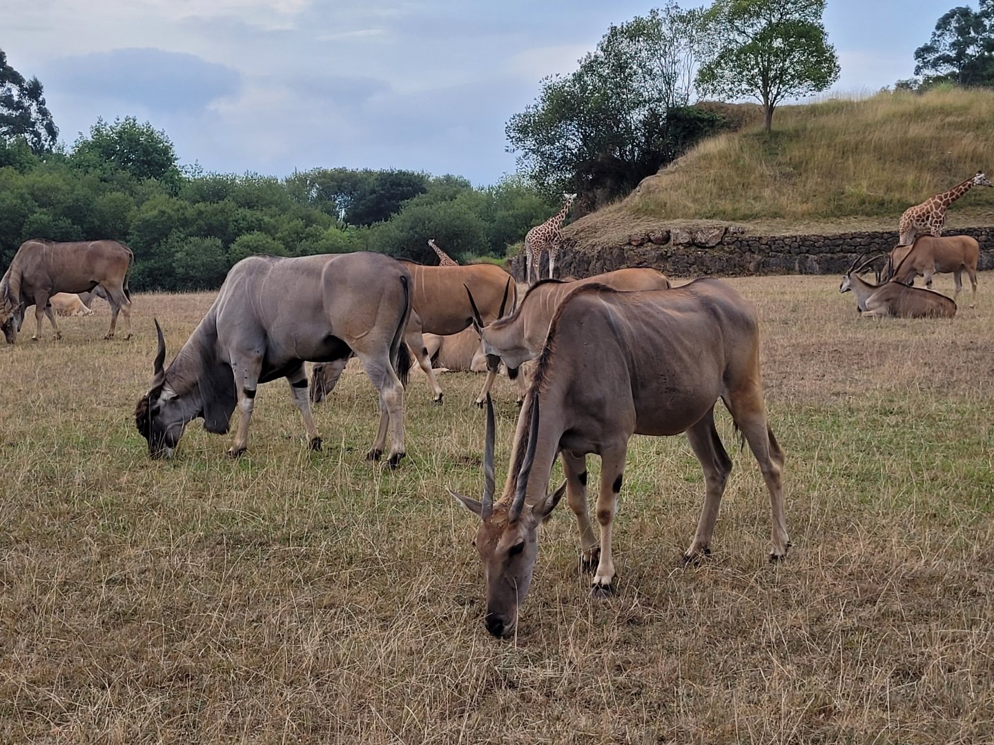 Common eland and Rothschild's giraffe -Parque de la Naturaleza de Cabárceno (2022)