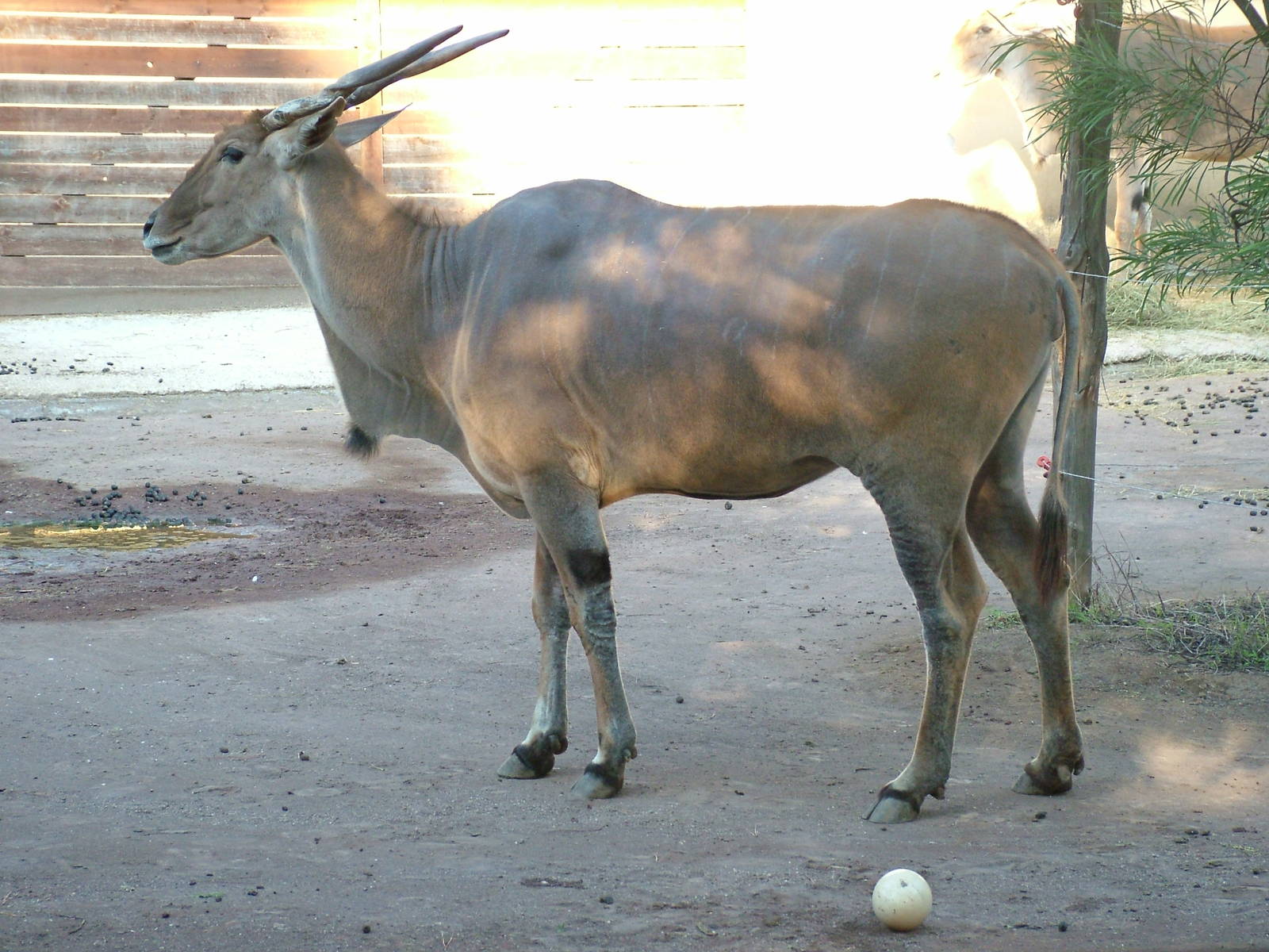 Common Eland at Bioparco Rome 15/10/09
